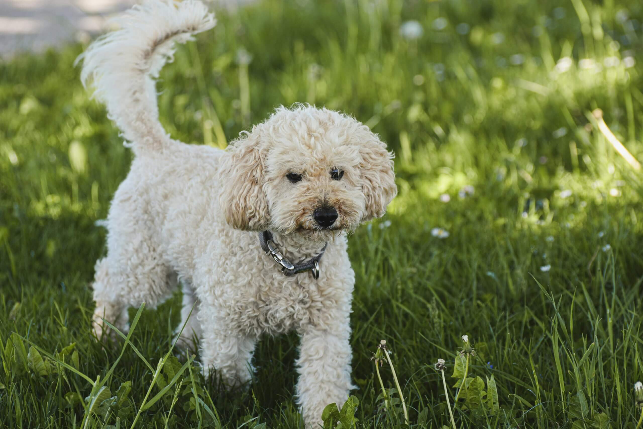 Anjing kecil keriting berwarna krem ​​​​dengan kerah berdiri di atas rumput hijau dengan bunga liar.