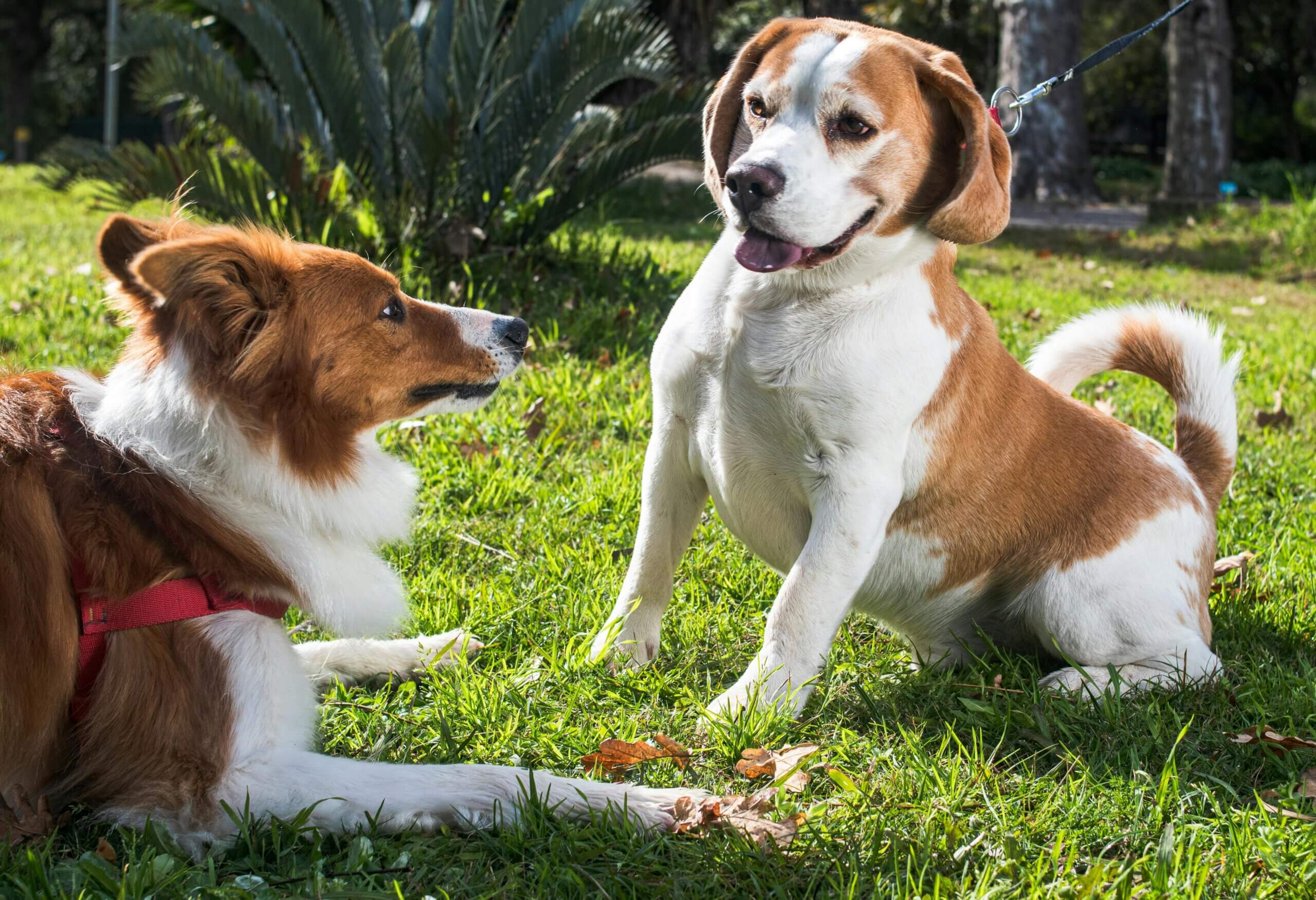Beagle duduk di rumput menghadap Border Collie yang berbaring di taman yang cerah.