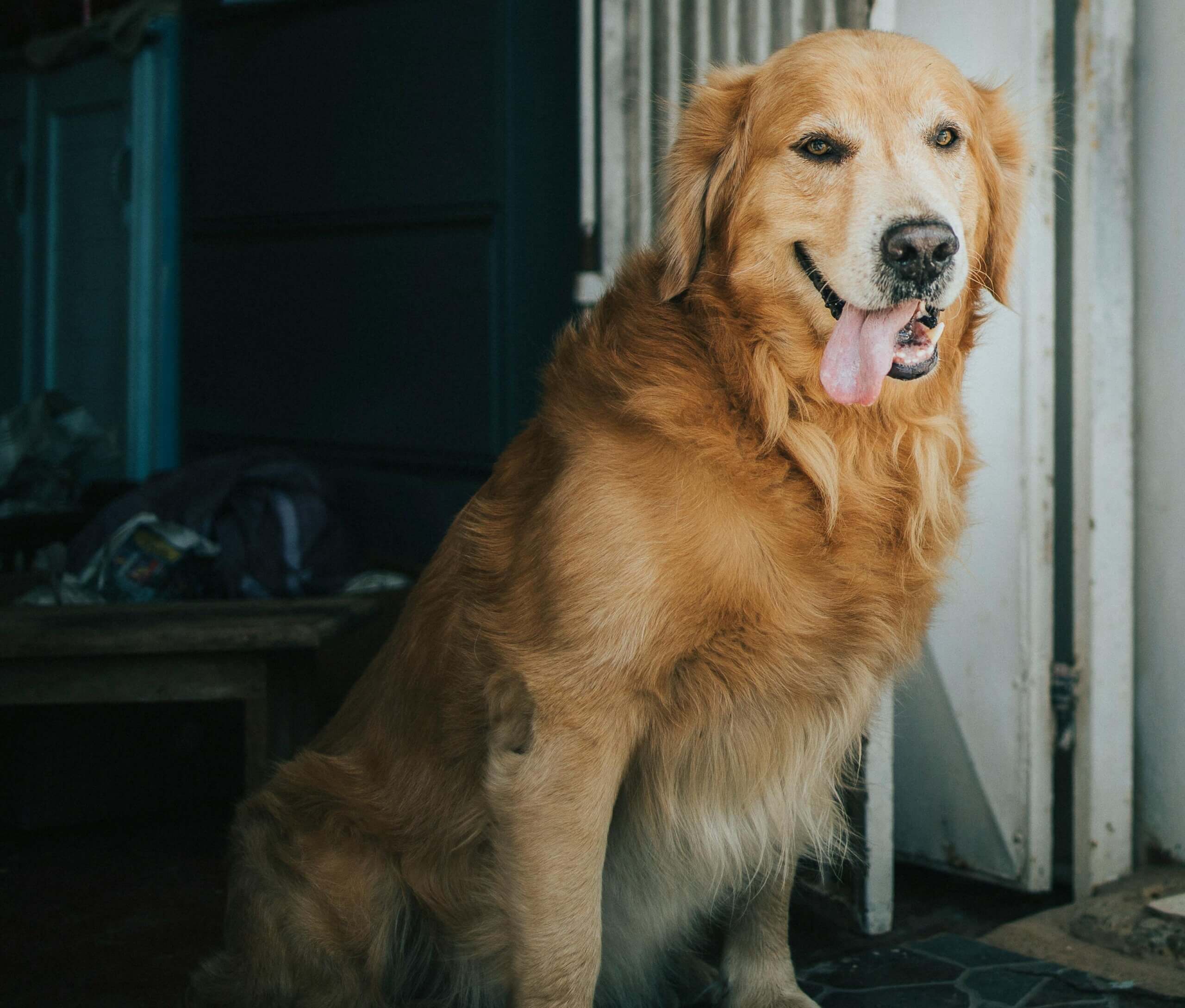 Golden retriever duduk di dalam ruangan dengan lidah keluar di dekat pintu putih