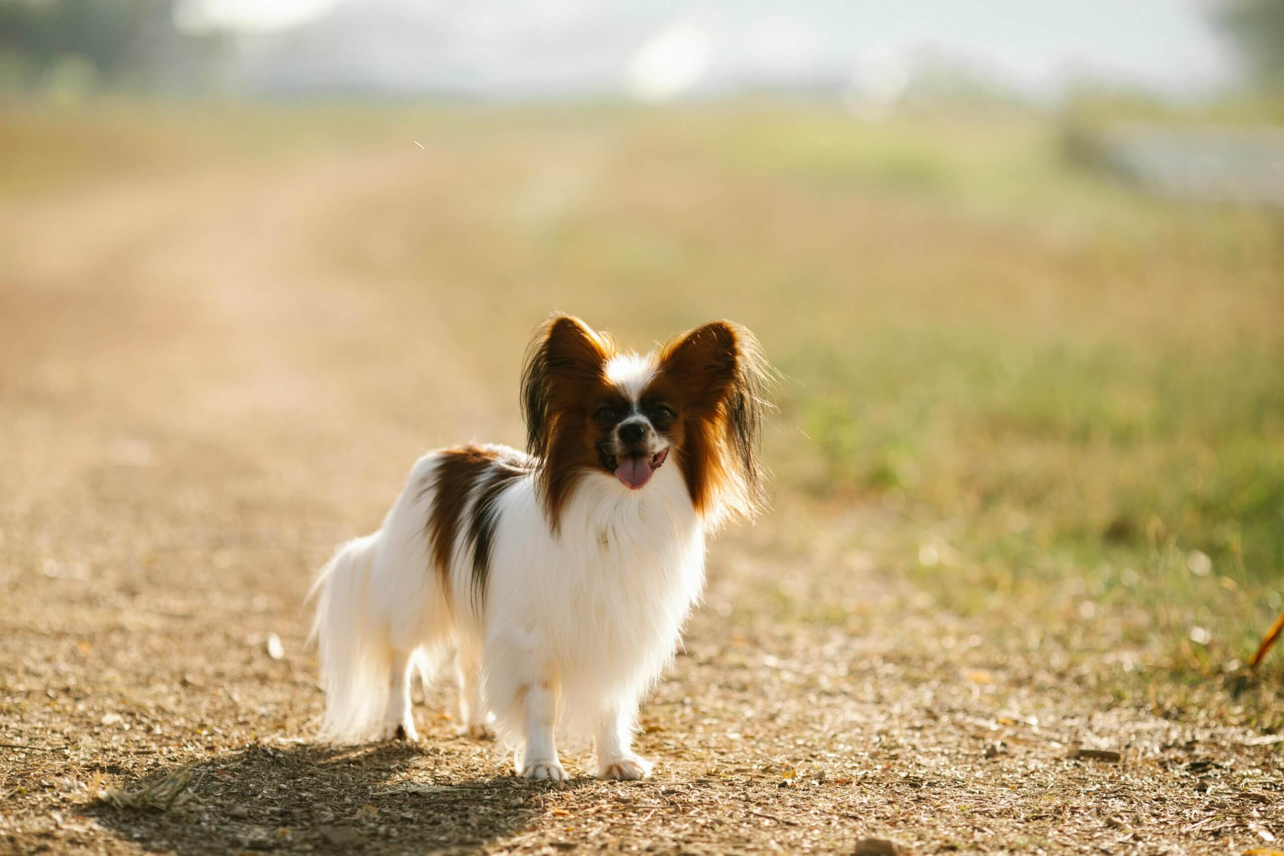 Anjing Papillon berdiri di jalan tanah yang diterangi matahari dengan rumput di latar belakang