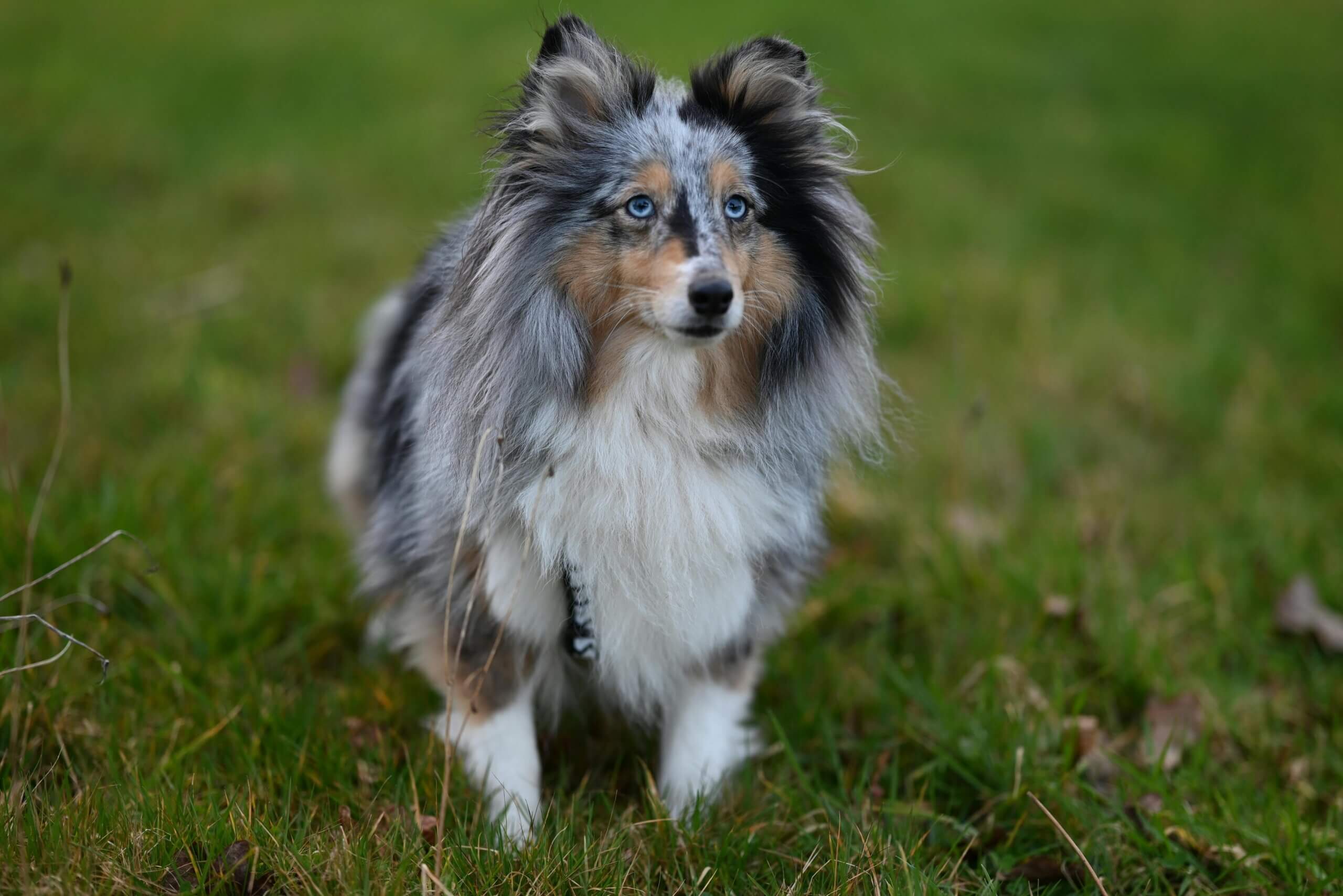 Anjing Gembala Shetland merle biru dengan mata biru berdiri di atas rumput di luar ruangan