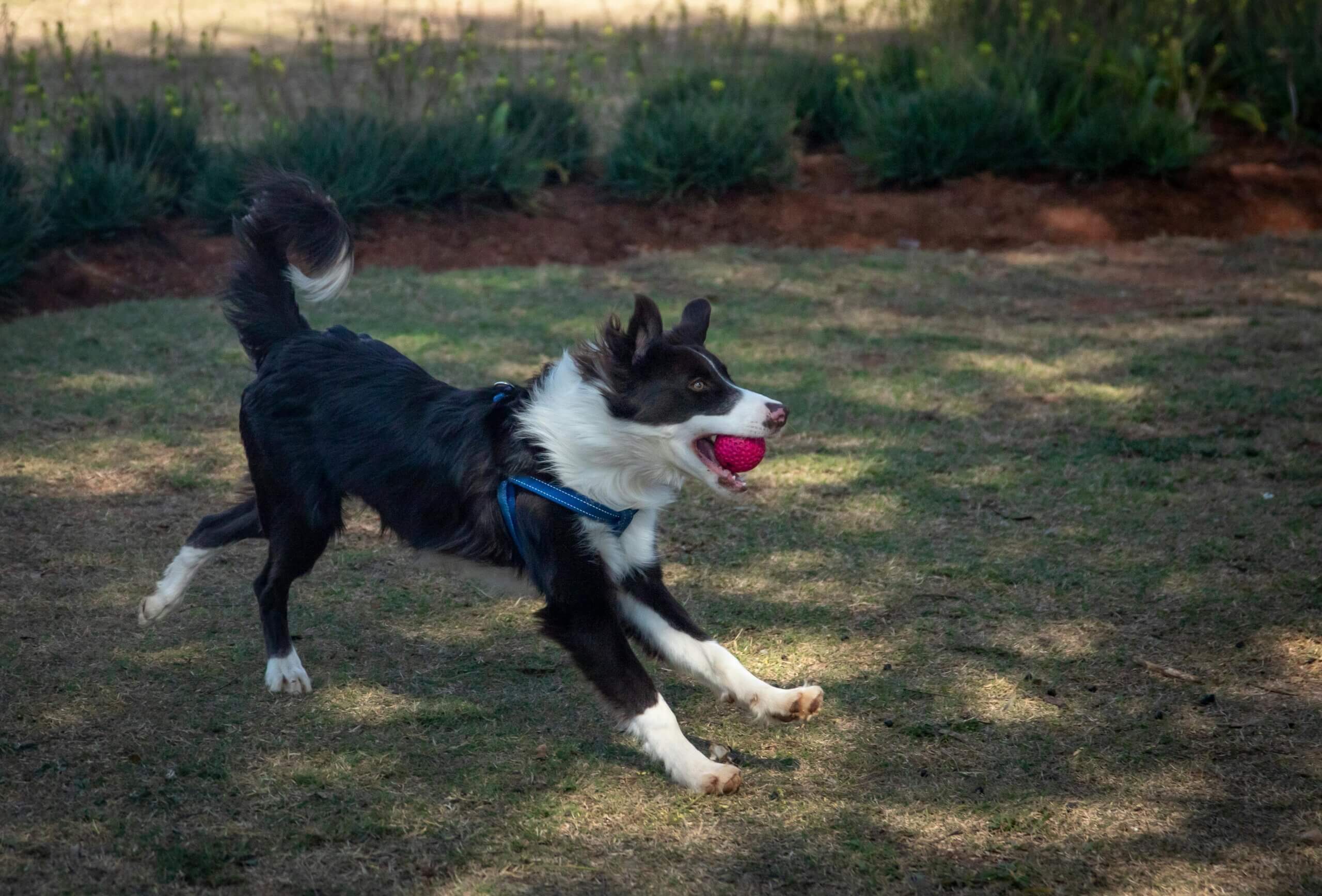 Anjing Border Collie berlari dengan bola merah muda di mulutnya di atas rumput mengenakan tali kekang biru