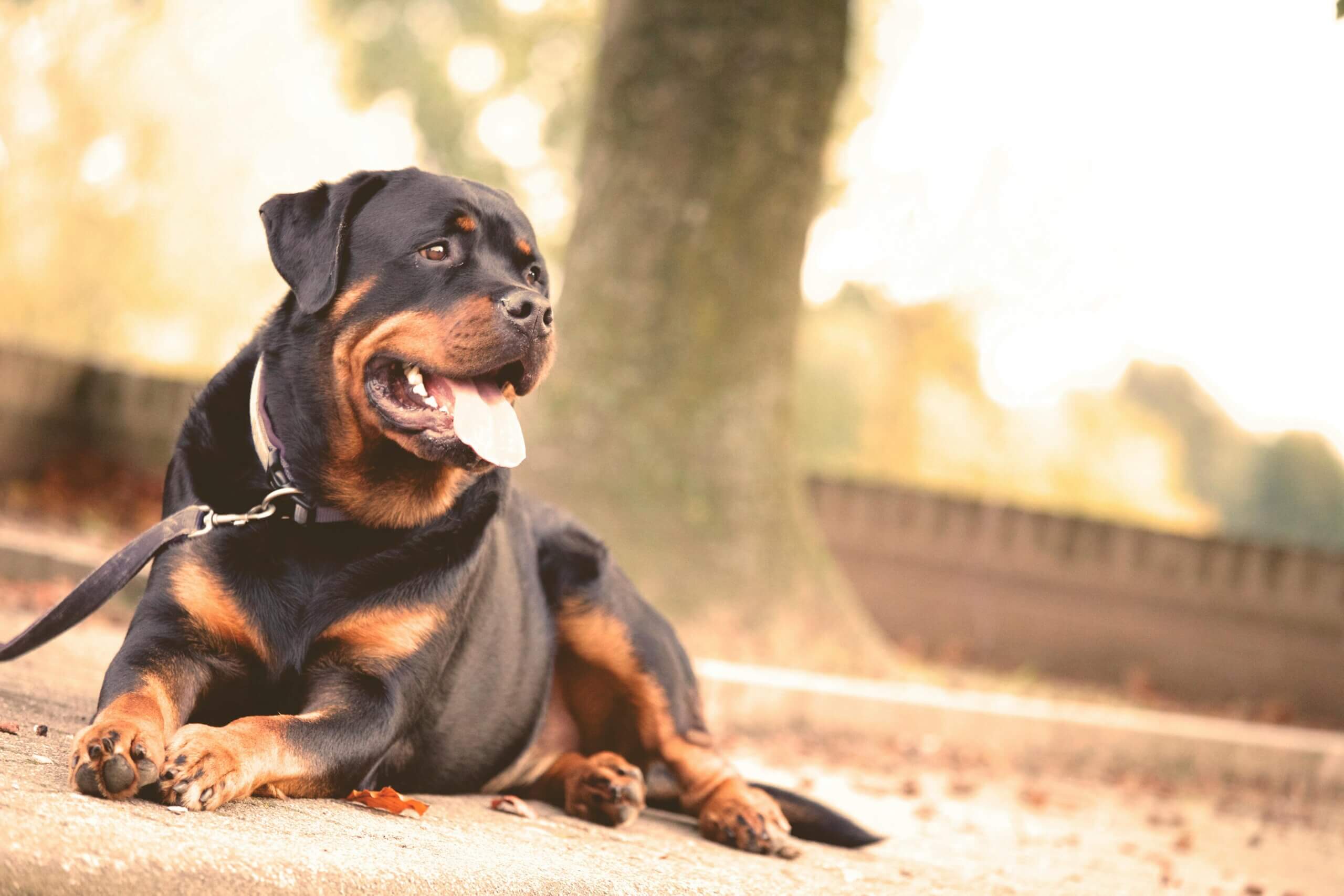 Anjing Rottweiler tergeletak di trotoar dengan tali, lidah terjulur, dekat pohon di taman