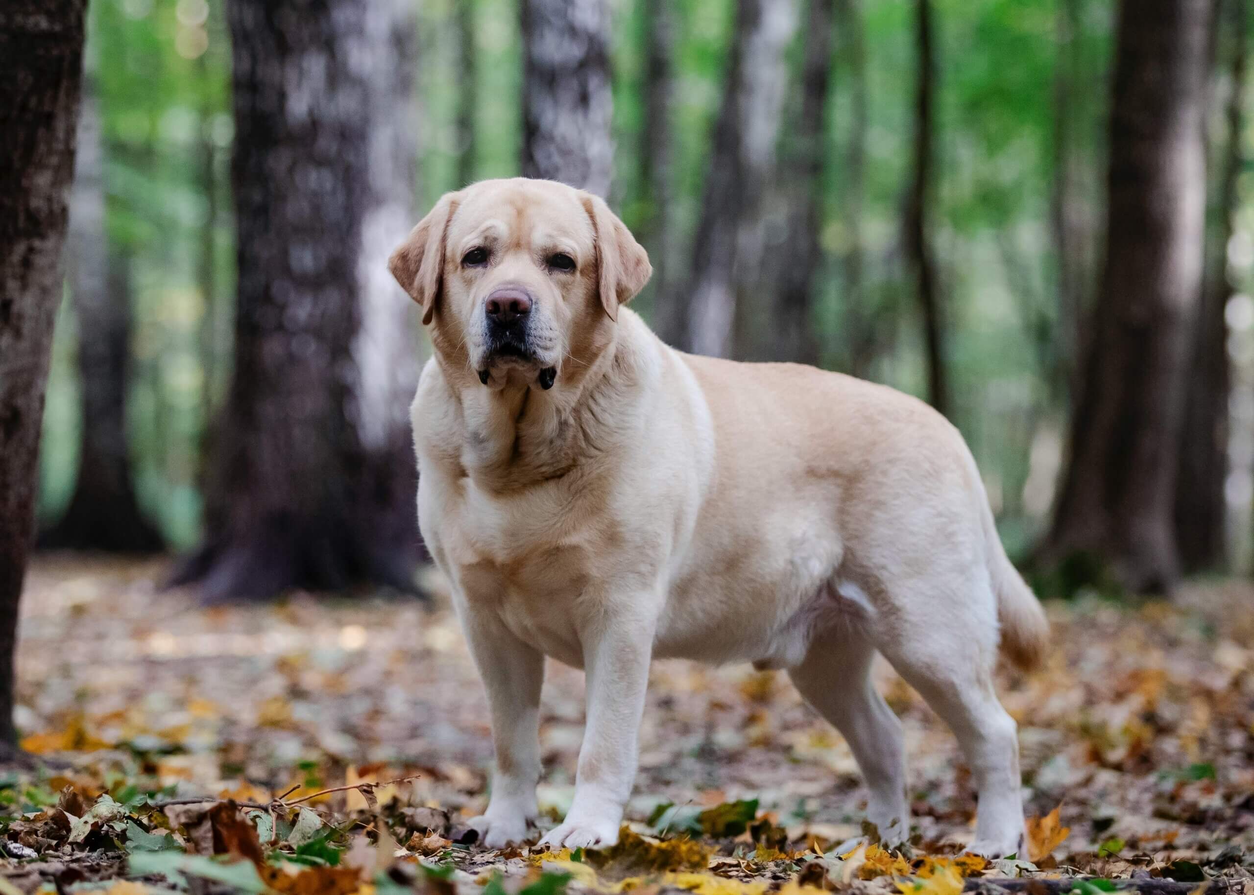 Labrador Retriever Kuning berdiri di atas daun-daun tumbang di hutan dengan latar belakang pepohonan hijau