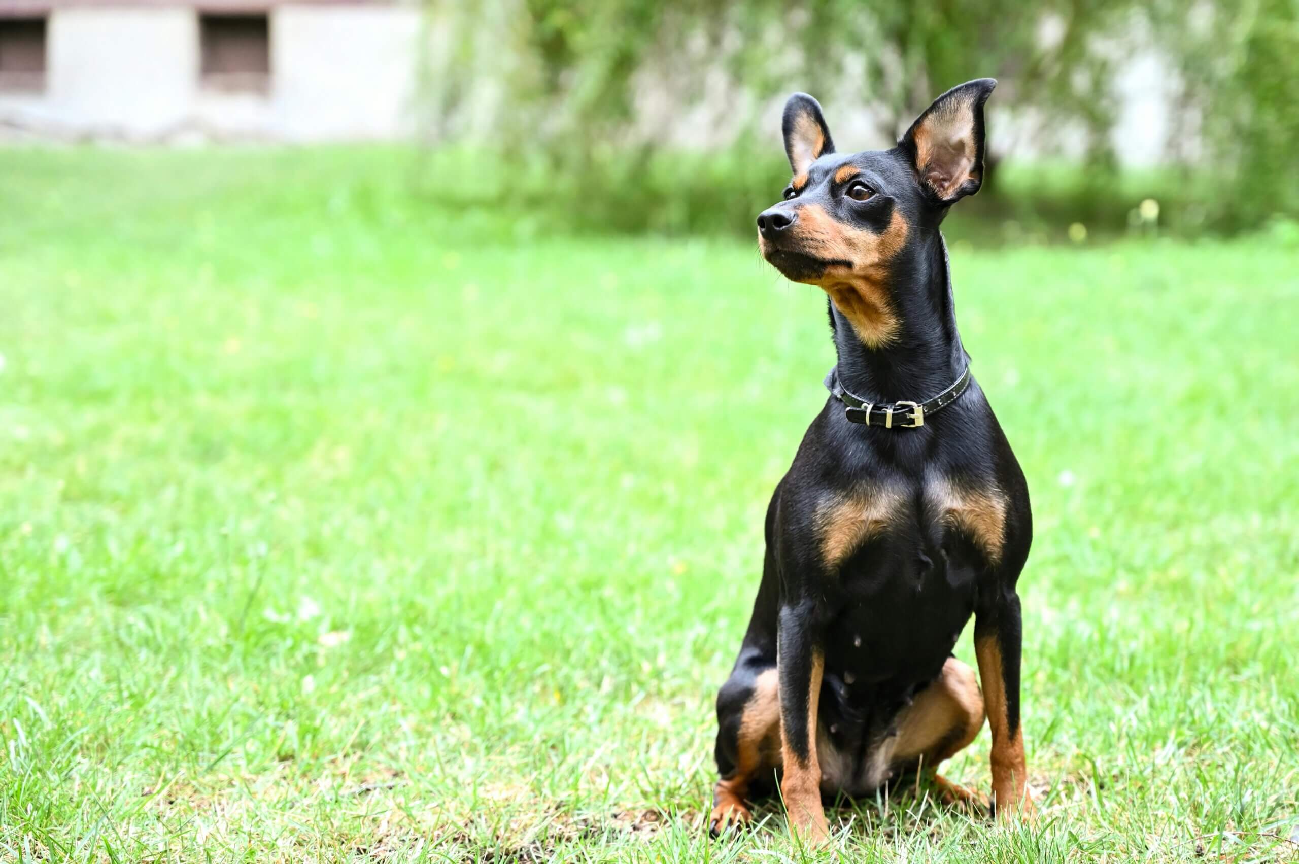 Anjing Miniature Pinscher hitam dan coklat duduk di rumput melihat ke samping di luar ruangan