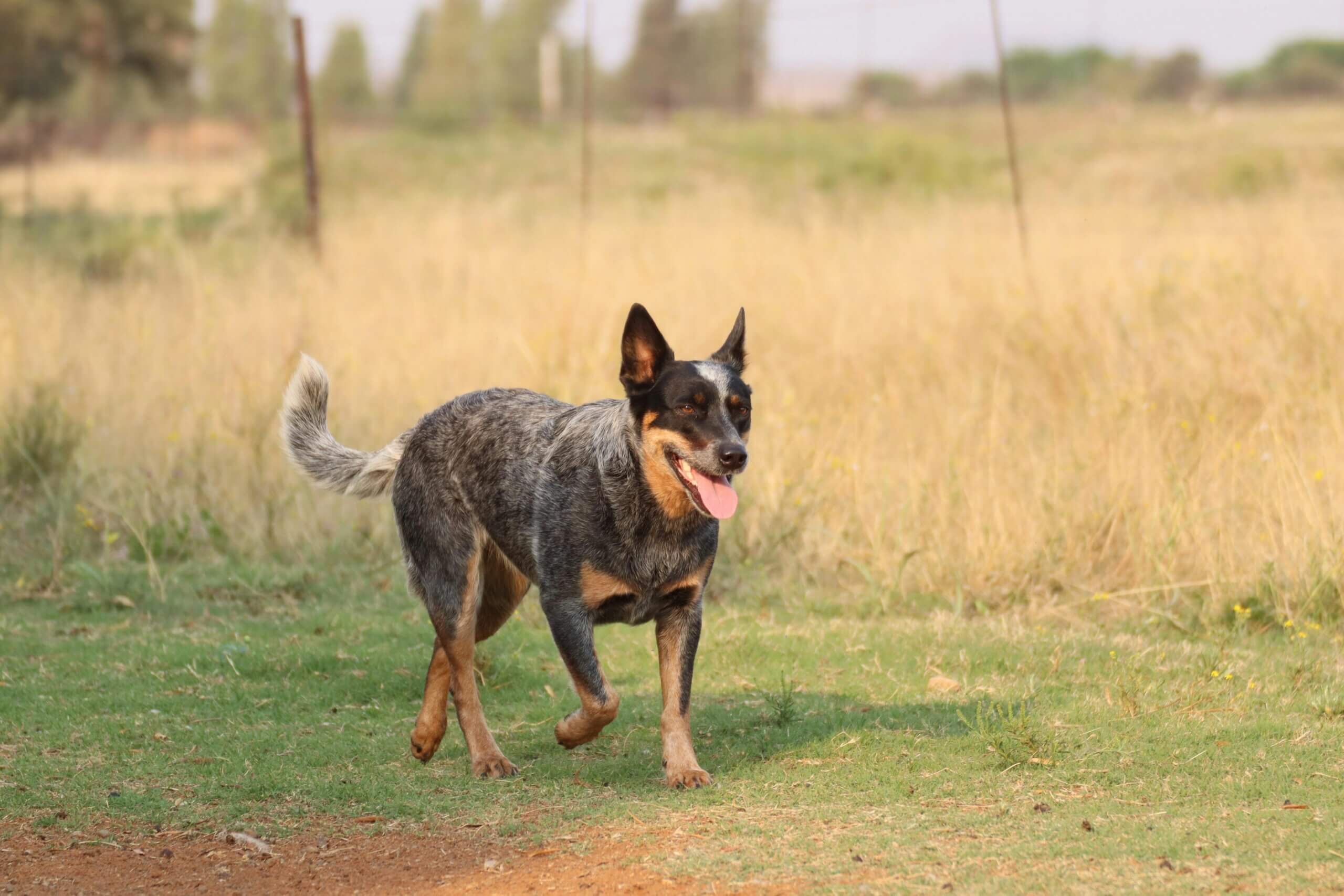 Anjing Sapi Australia berjalan di atas rumput dengan latar belakang lapangan kering, lidah keluar dan telinga terangkat.