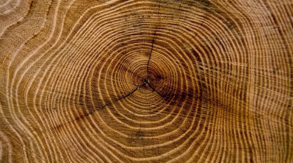 Tampilan jarak dekat dari lingkaran pohon dan retakan pada penampang batang kayu yang menunjukkan pola pertumbuhan.