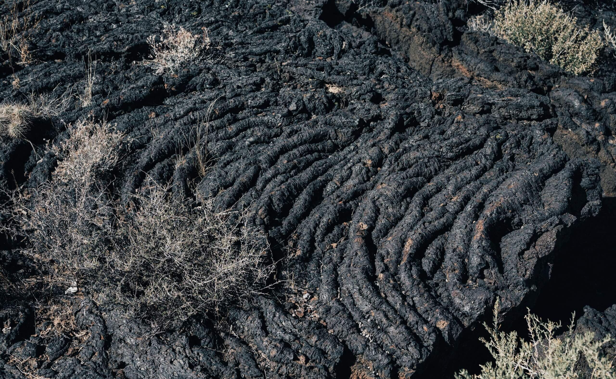 Batuan lava vulkanik hitam bertekstur dengan semak gurun kering yang tumbuh di sekitarnya