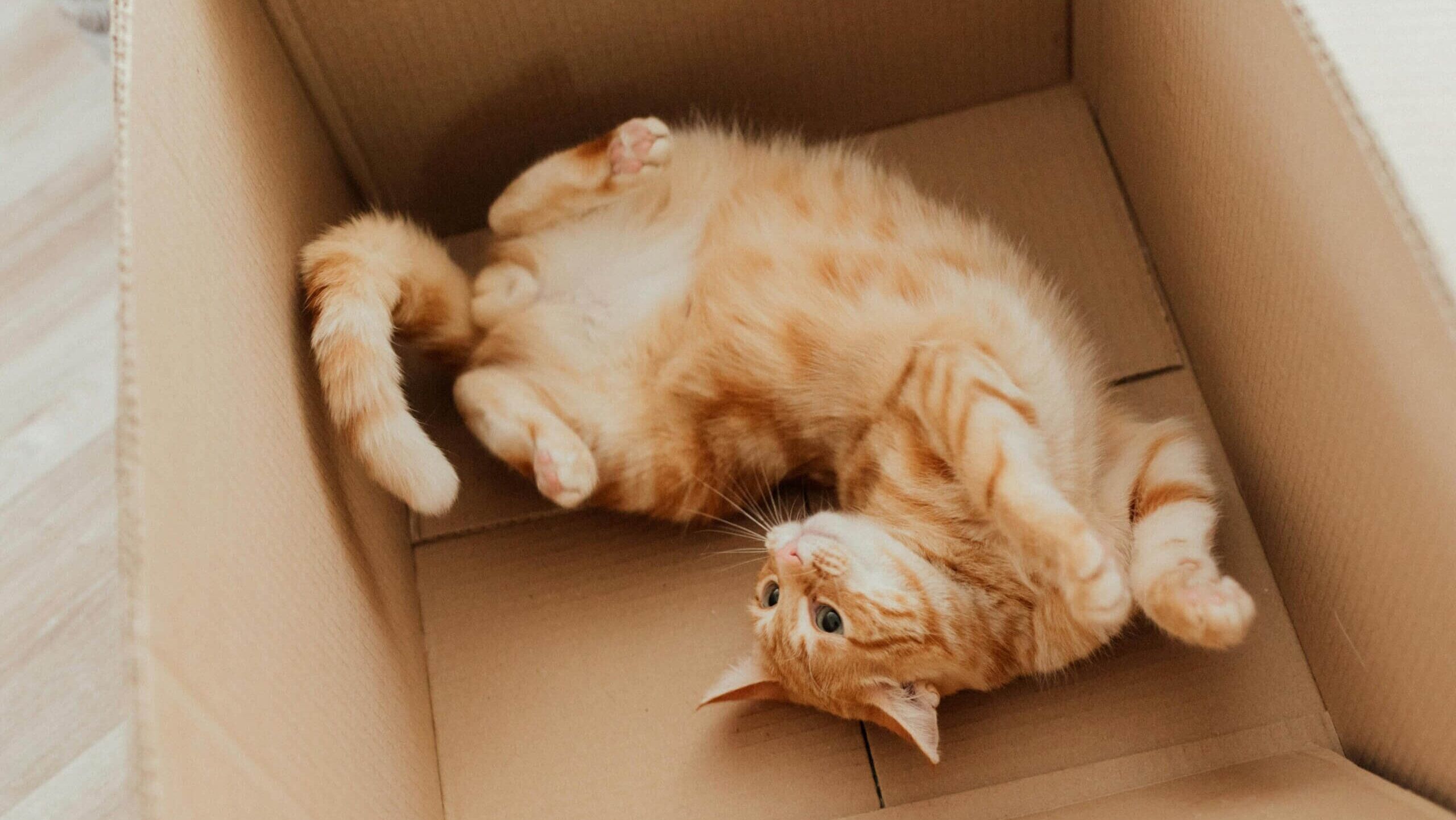 Kucing kucing oranye berbaring telentang di dalam kotak kardus dengan cakar meringkuk.