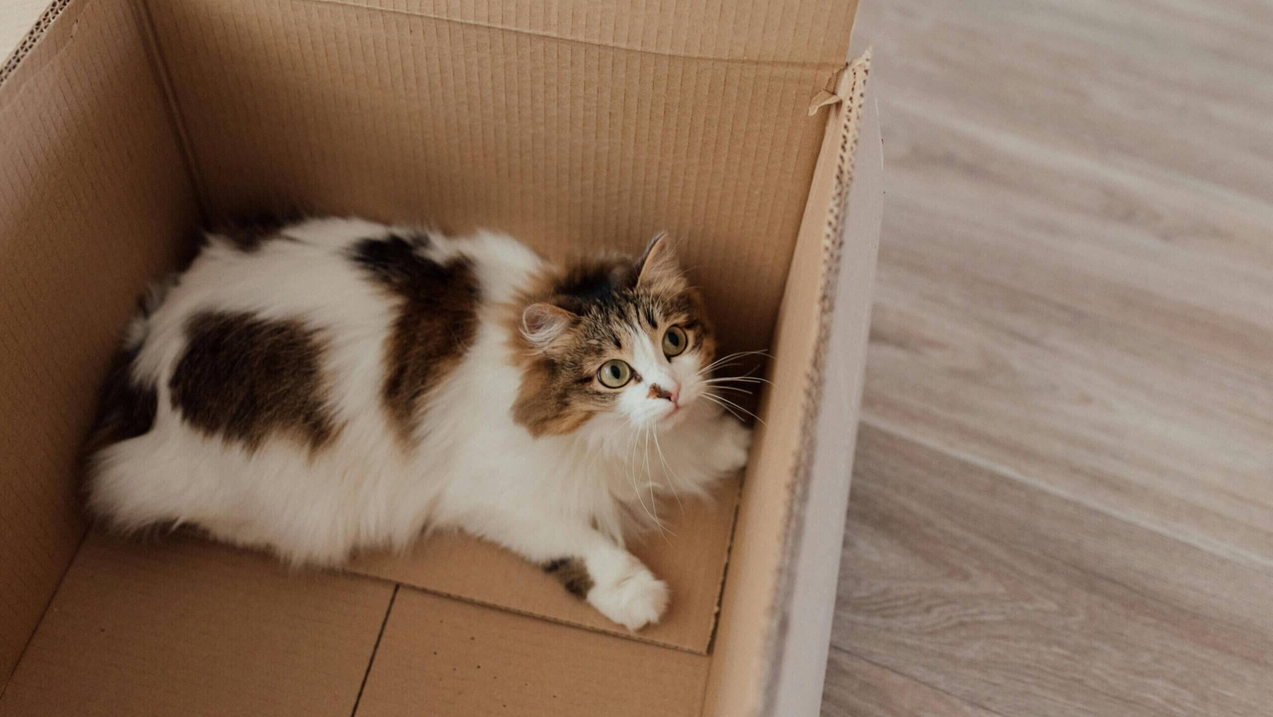 Kucing berbulu putih dan coklat tergeletak di dalam kotak kardus di lantai kayu