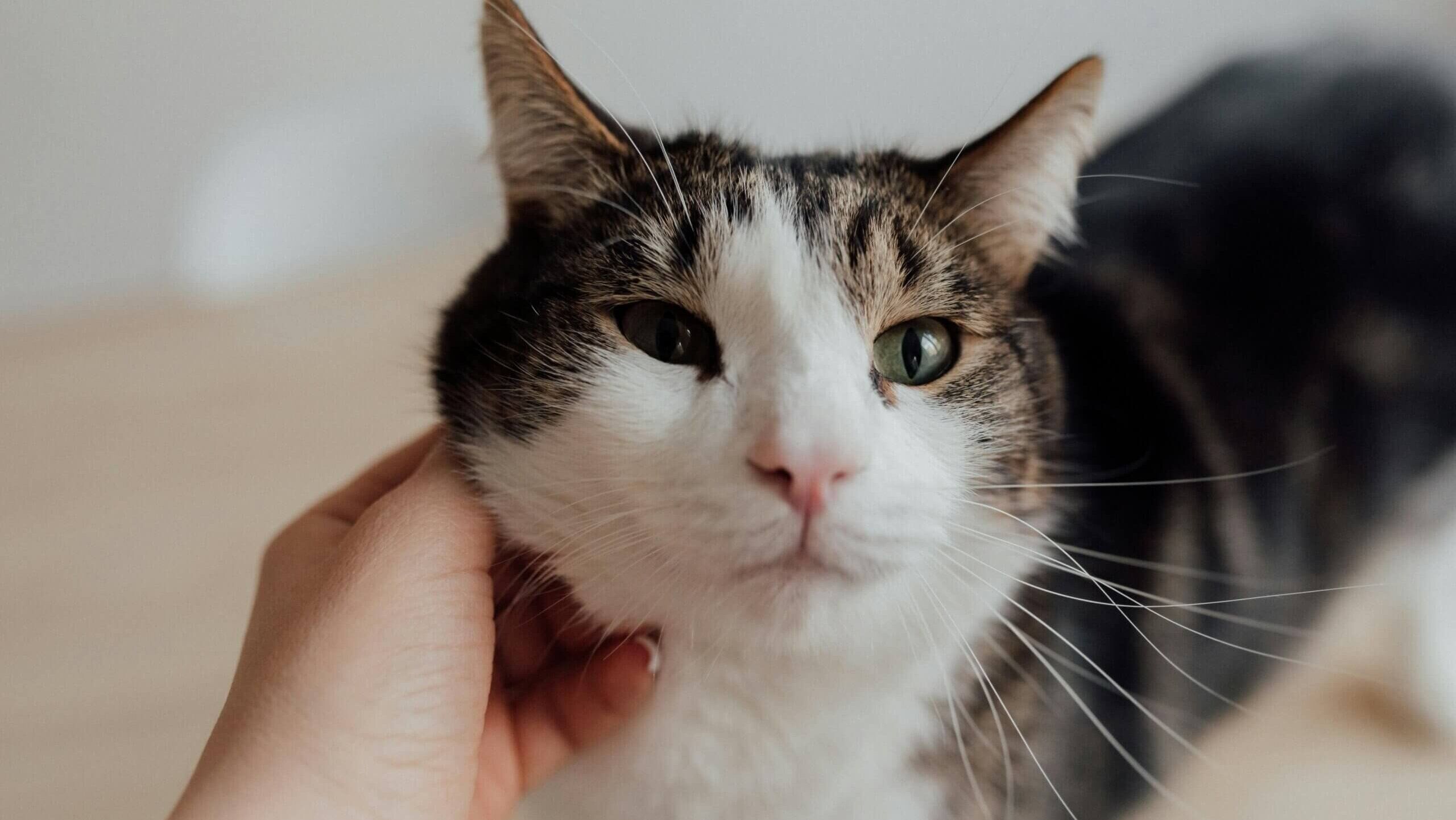 Tangan dengan lembut mengelus kucing kucing putih dan kucing dengan mata hijau di lantai kayu ringan.