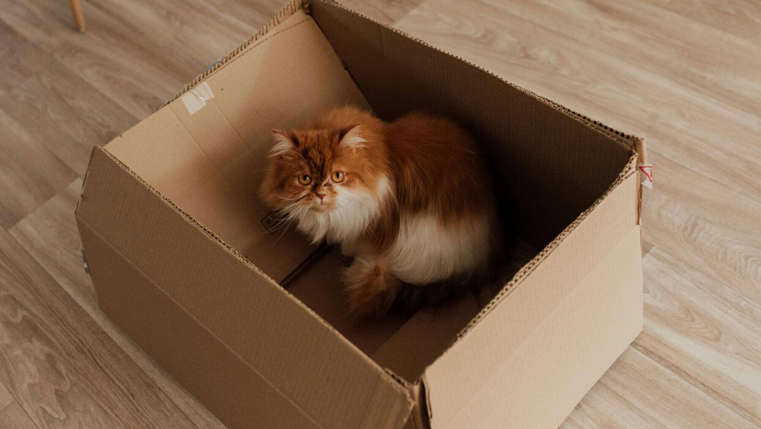 Kucing berbulu oranye dan putih duduk di dalam kotak kardus di lantai kayu.