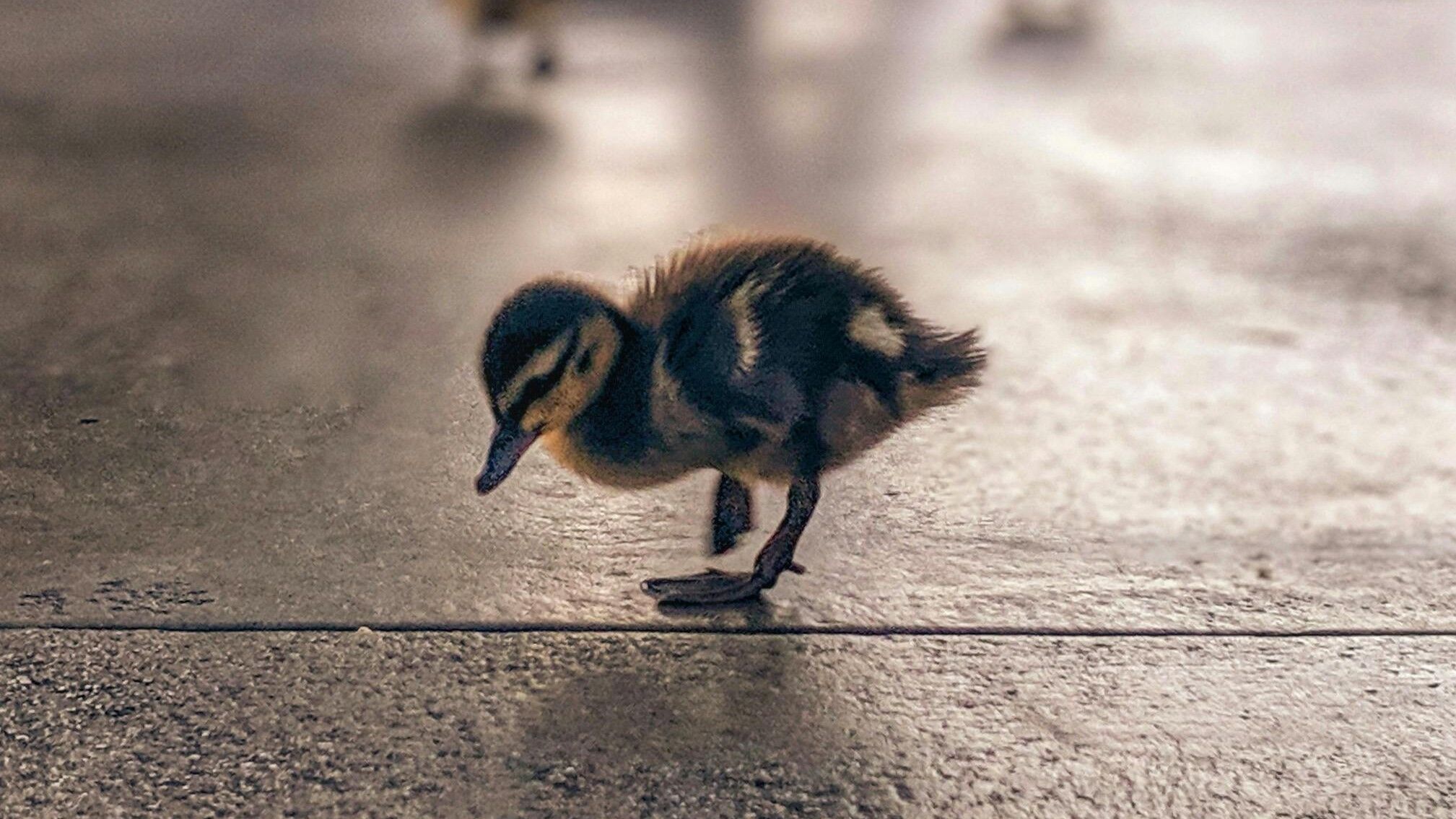 Tampilan jarak dekat dari seekor bebek kecil yang berjalan di permukaan bertekstur dengan satu kaki terangkat.