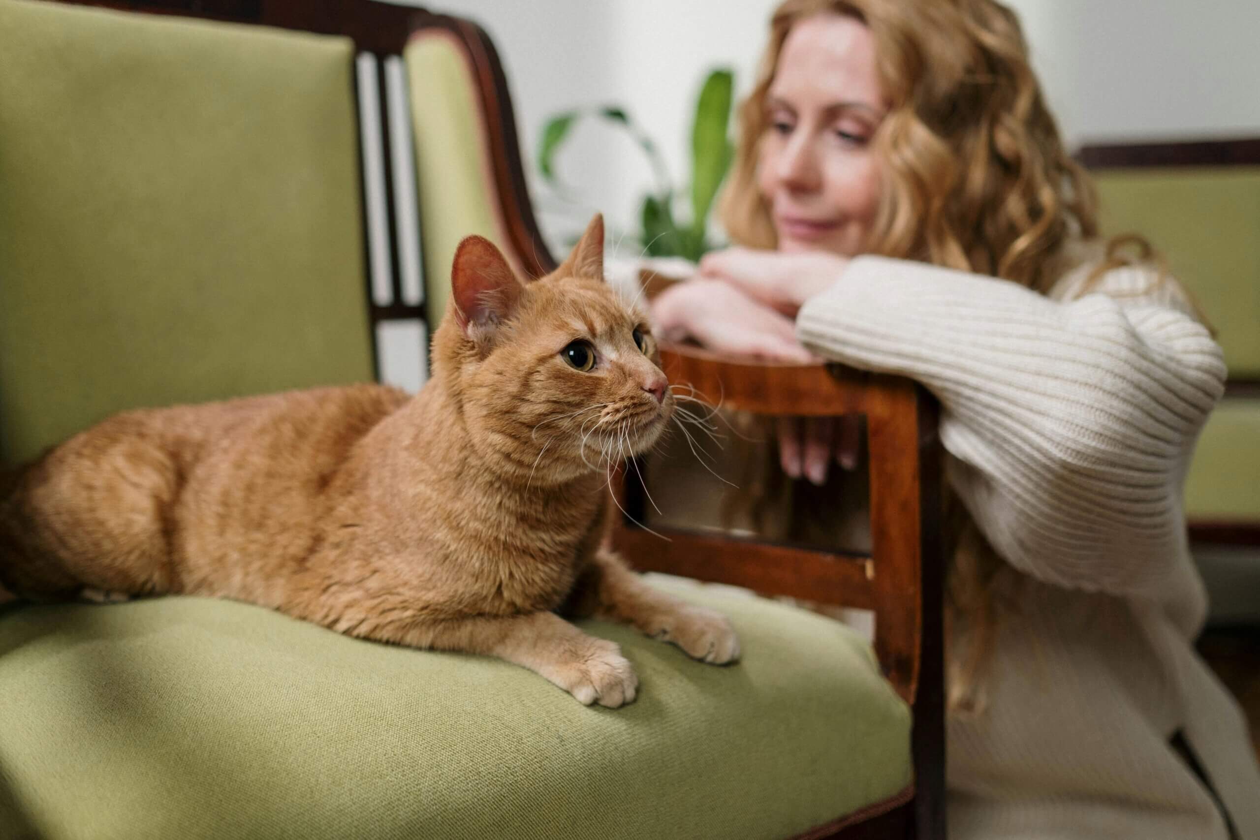 Kucing kucing oranye berbaring di kursi hijau dengan seorang wanita dengan sweter putih meletakkan tangannya di sandaran tangan kursi di belakangnya