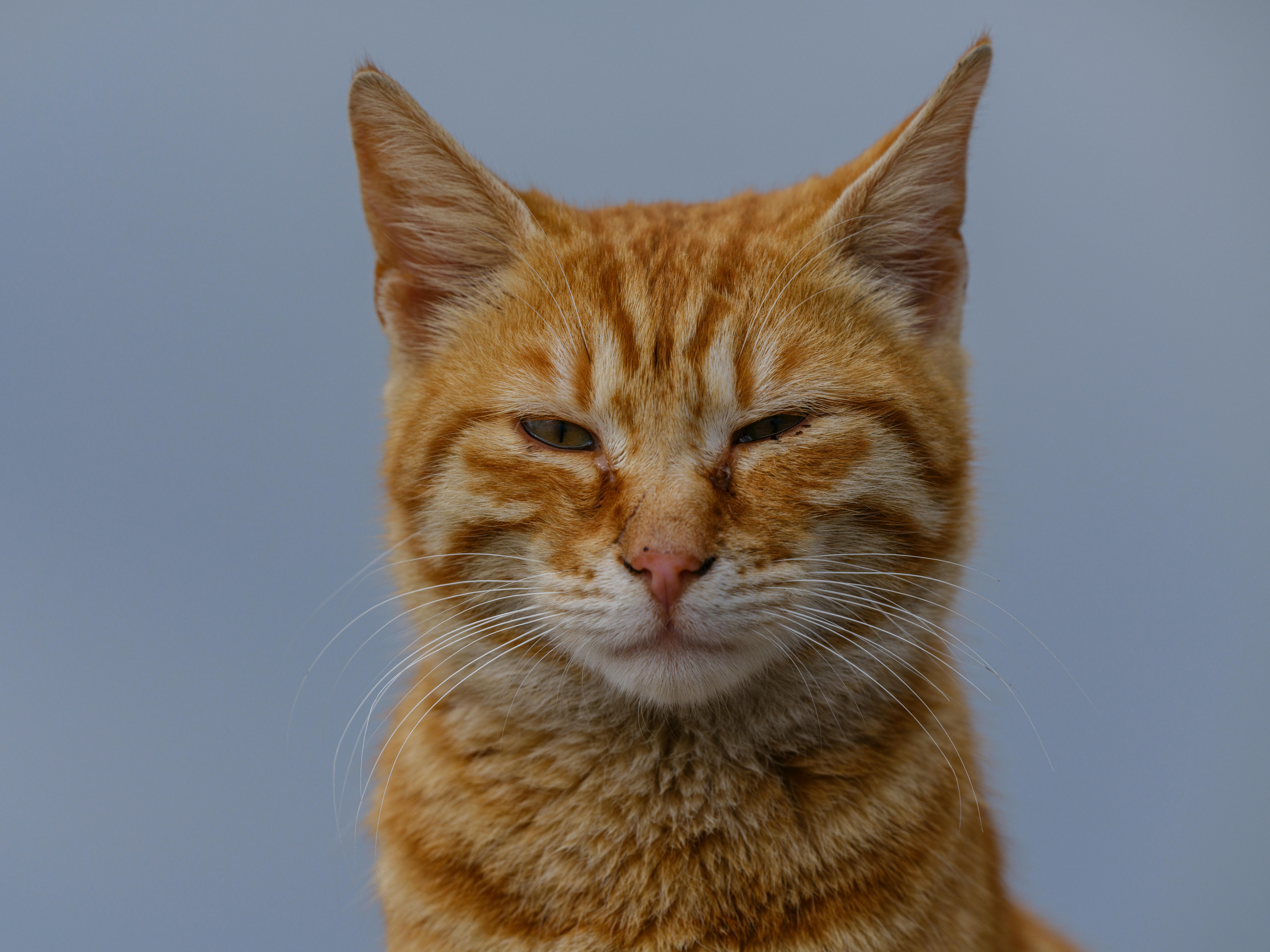 Tampilan jarak dekat dari kucing kucing oranye dengan mata setengah tertutup dengan latar belakang abu-abu polos.