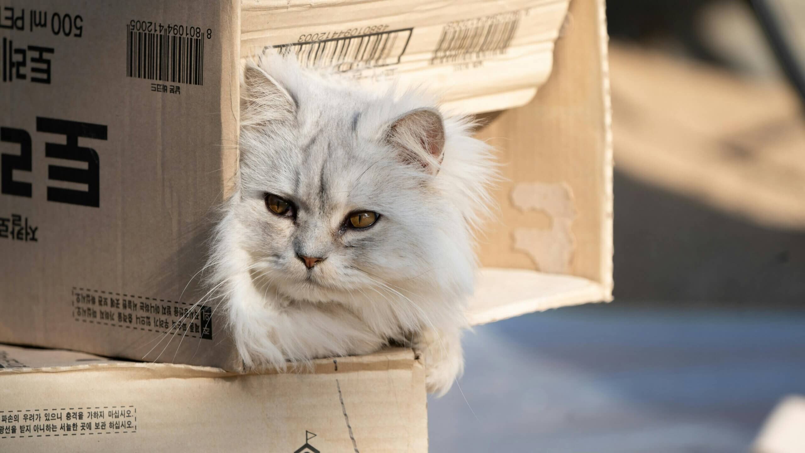 Kucing putih berbulu halus dengan mata kuning beristirahat di dalam kotak kardus dengan teks Korea dan barcode.