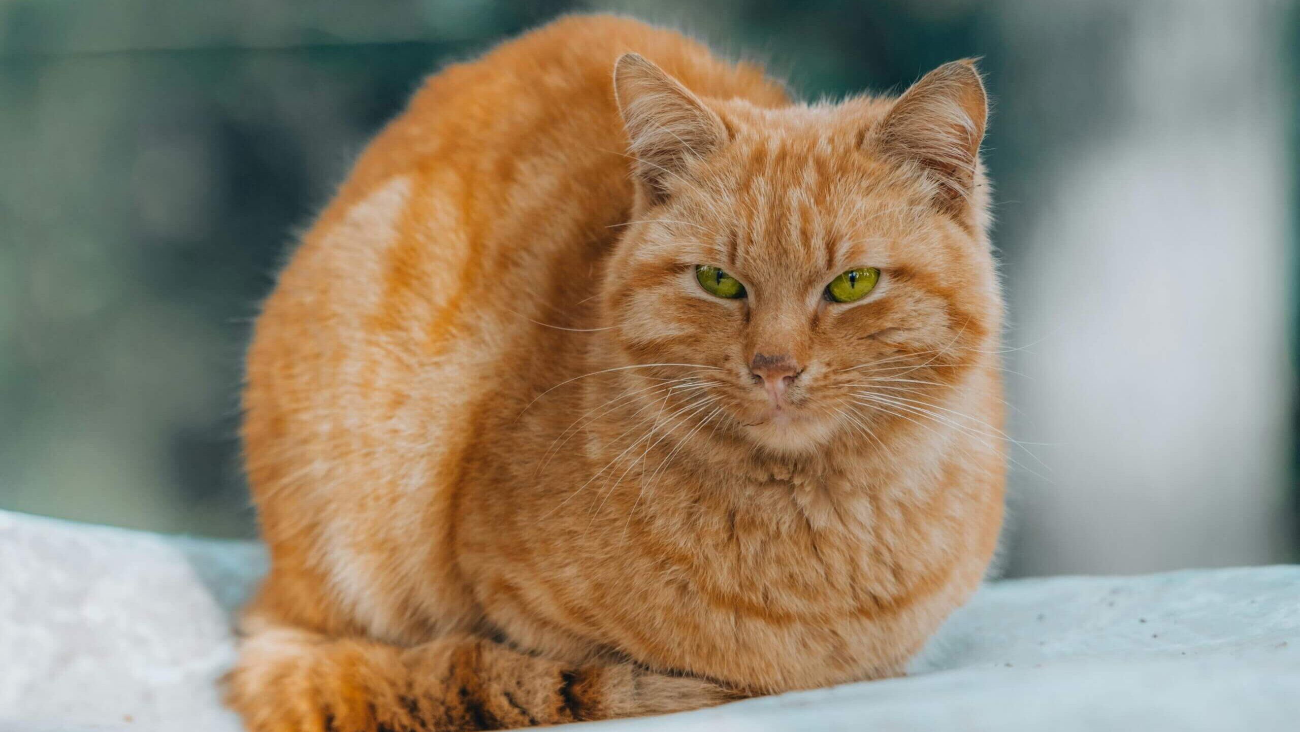 Kucing tabby oranye dengan mata hijau bertumpu pada permukaan terang dengan latar belakang kabur.