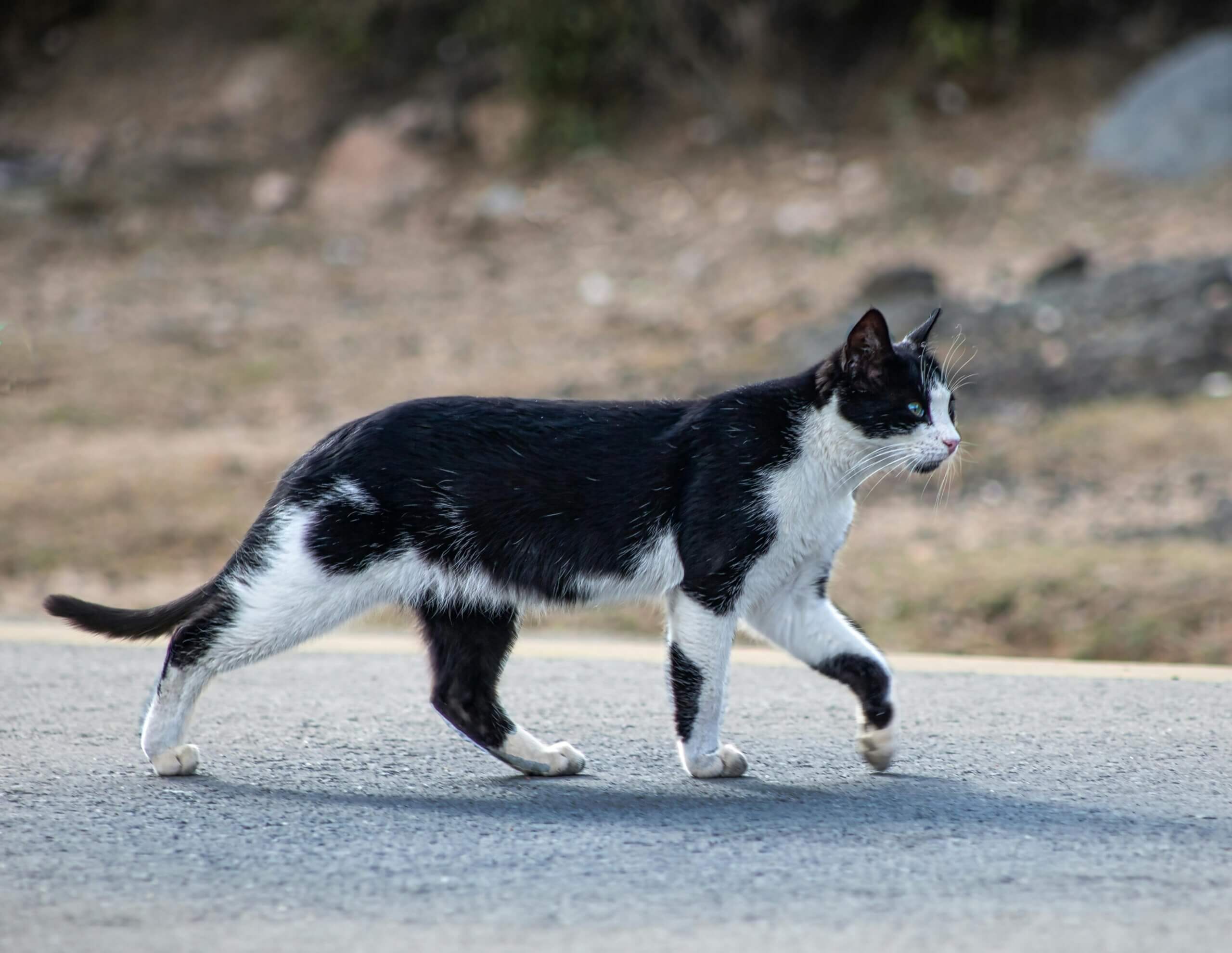 Kucing hitam putih berjalan di jalan beraspal dengan latar belakang alam kabur.