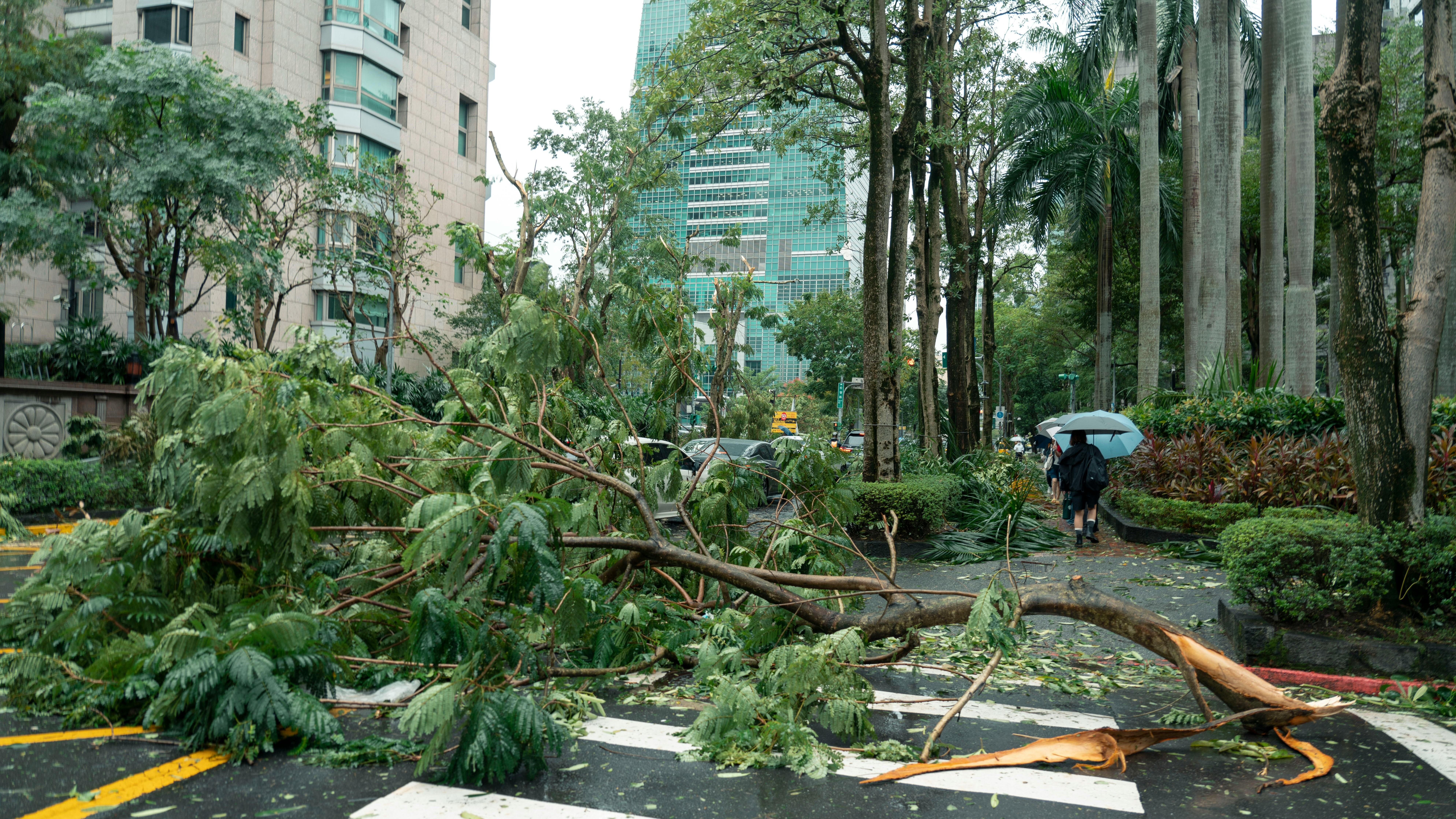Pohon tumbang menghalangi jalan kota dengan pejalan kaki berjalan di trotoar sambil memegang payung saat cuaca hujan.