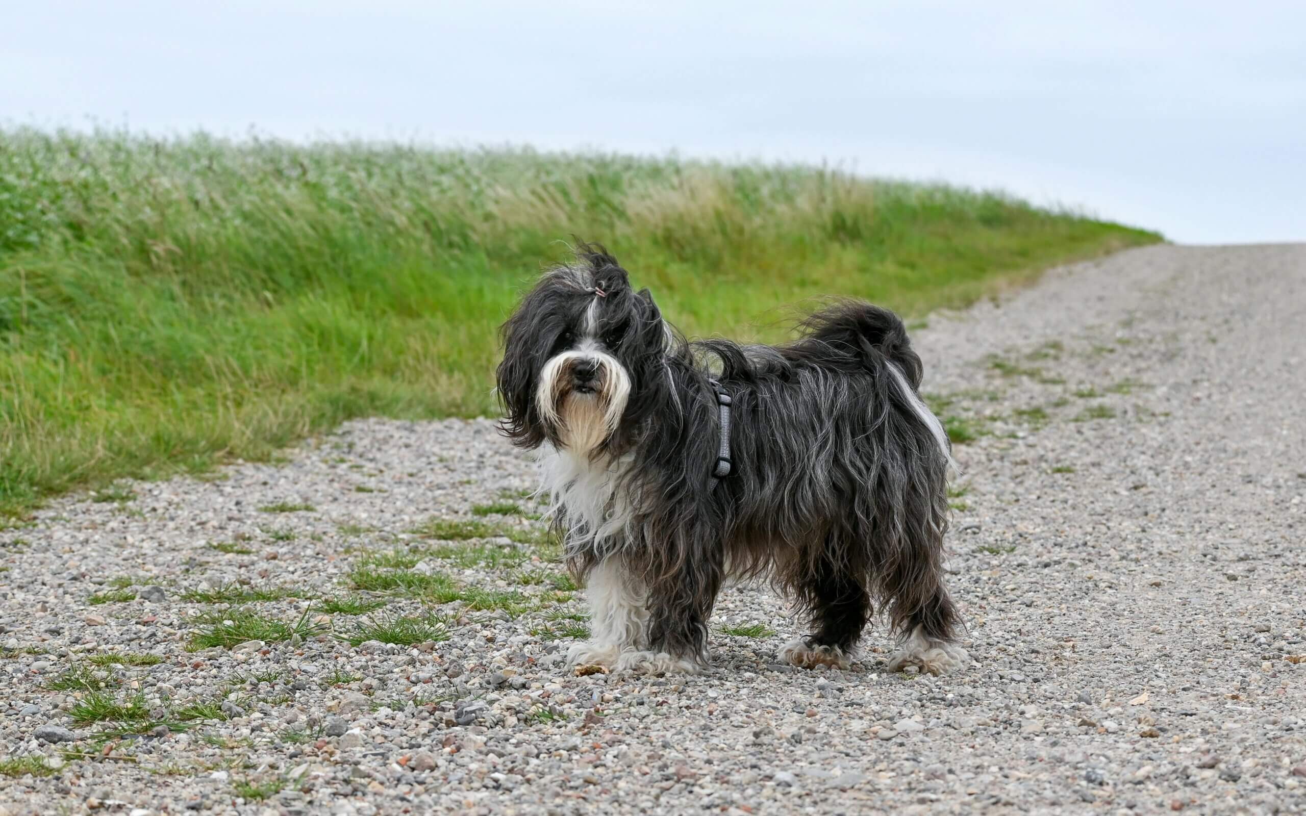 Anjing Havanese hitam putih berdiri di jalan berkerikil dengan rumput hijau di latar belakang