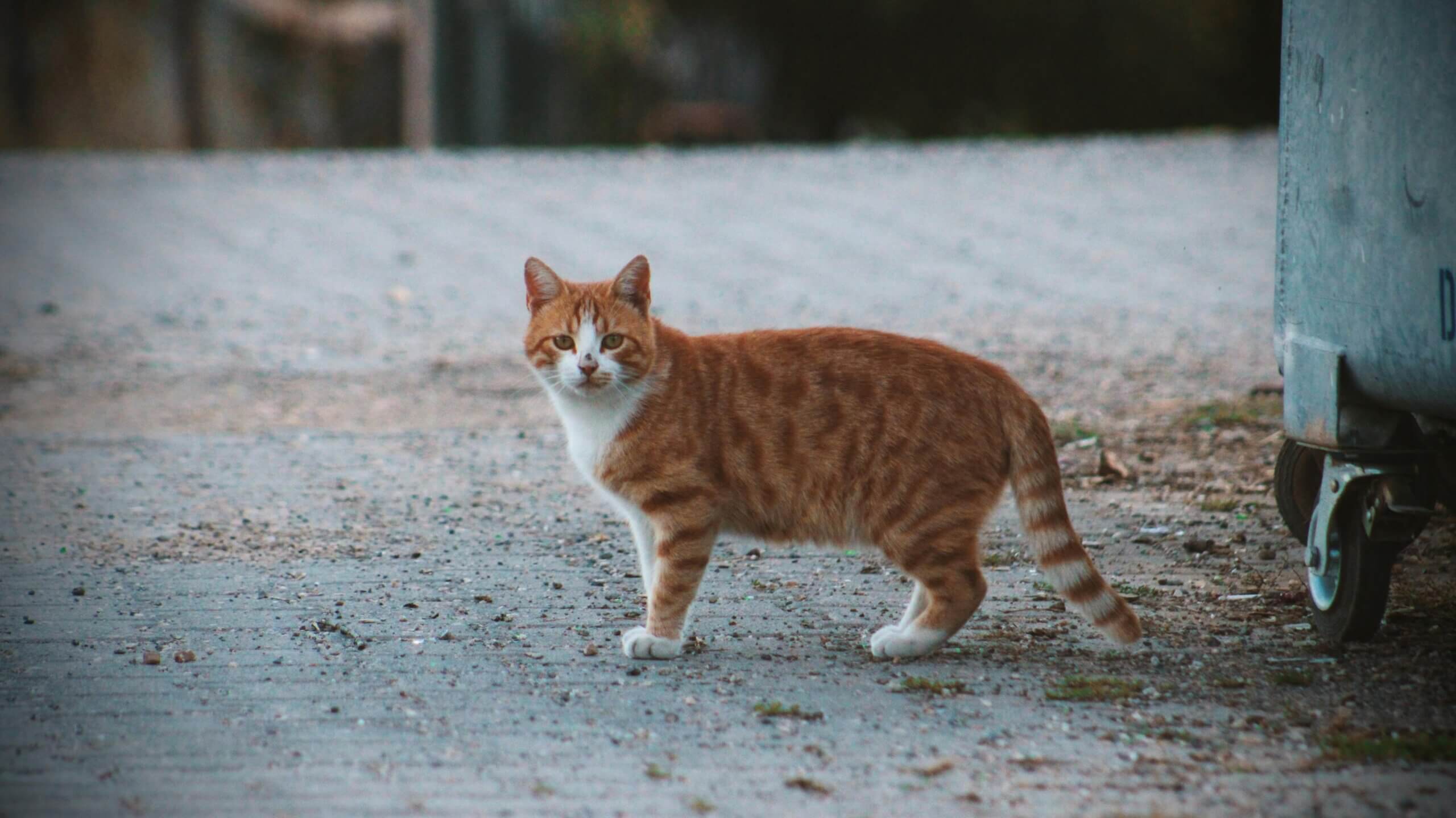 Kucing kucing oranye dengan dada putih berdiri di jalan berkerikil dekat roda tempat sampah logam