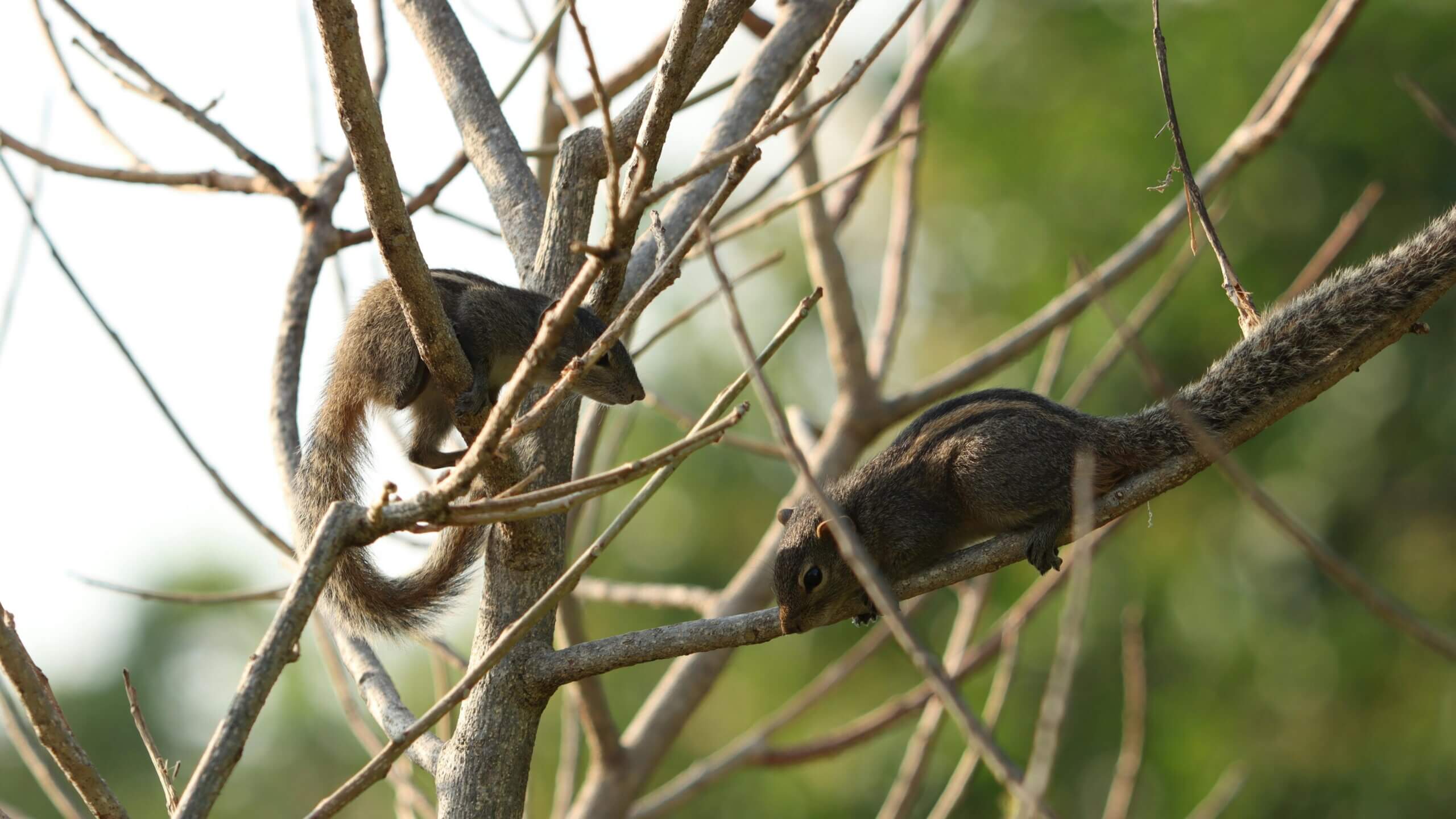 Dua tupai di cabang pohon telanjang dengan latar belakang hijau kabur