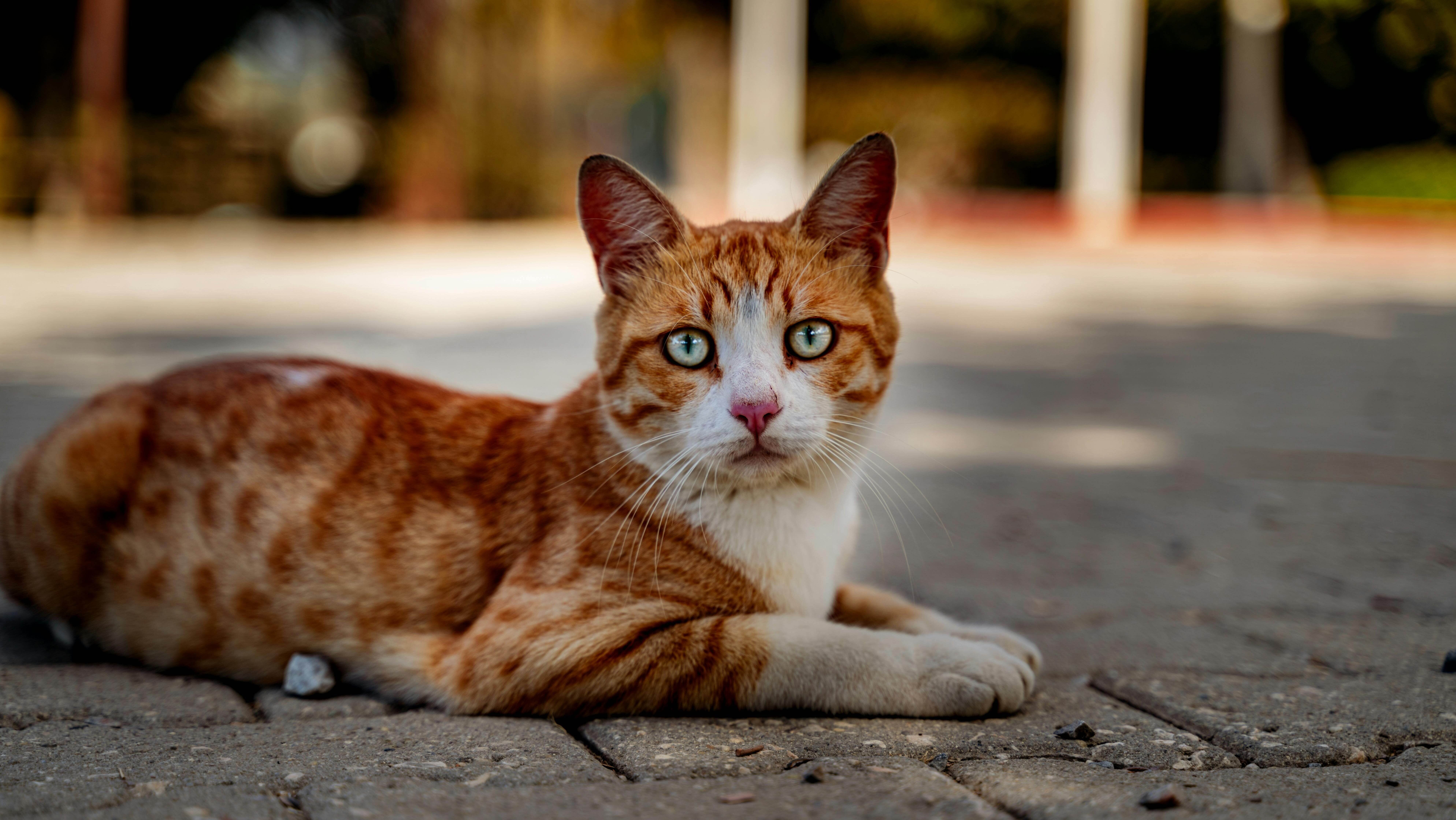 Kucing oranye dan putih dengan mata hijau tergeletak di permukaan beraspal di luar ruangan.
