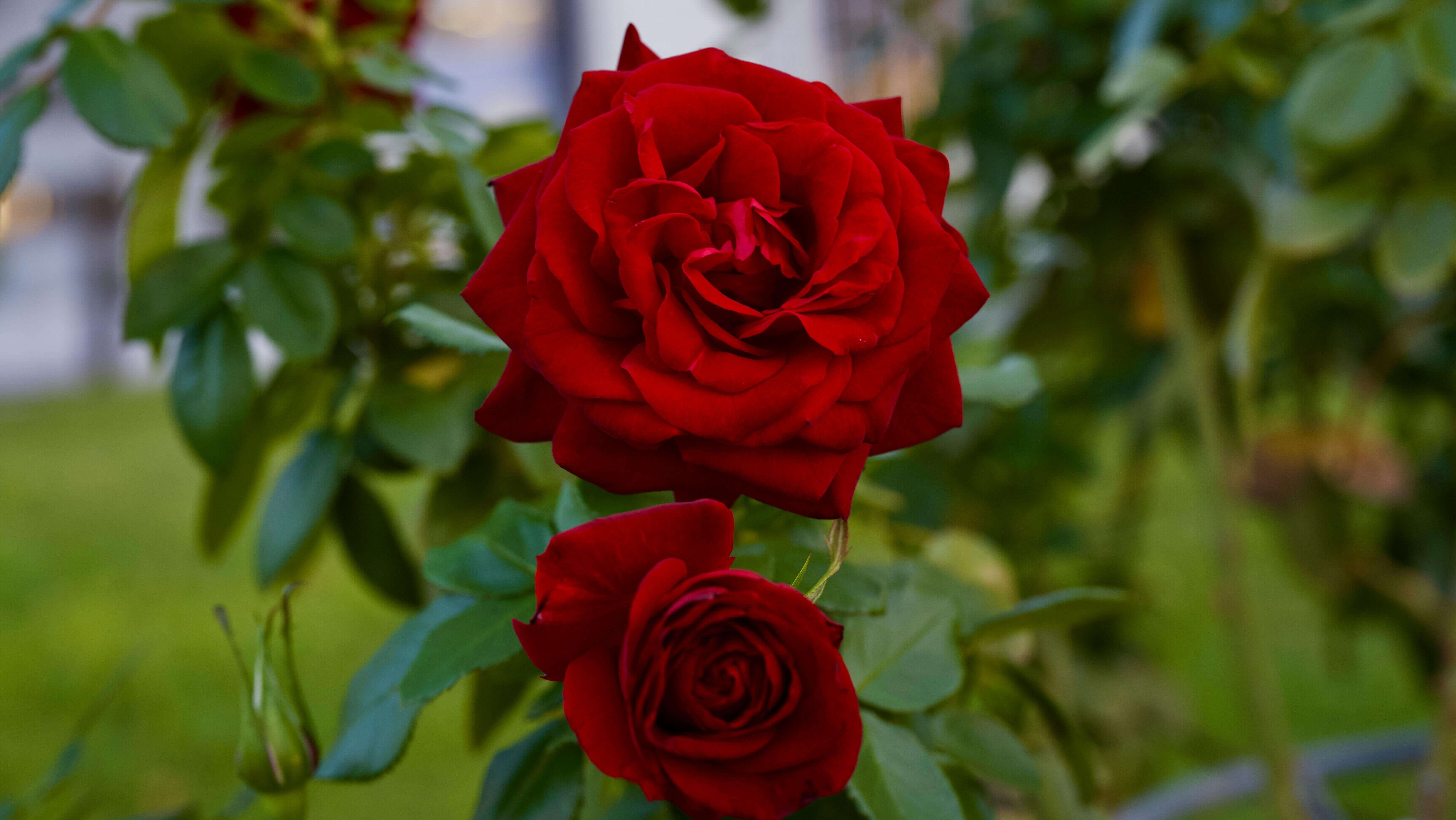 Dua mawar merah cerah mekar di semak berdaun hijau di luar ruangan.