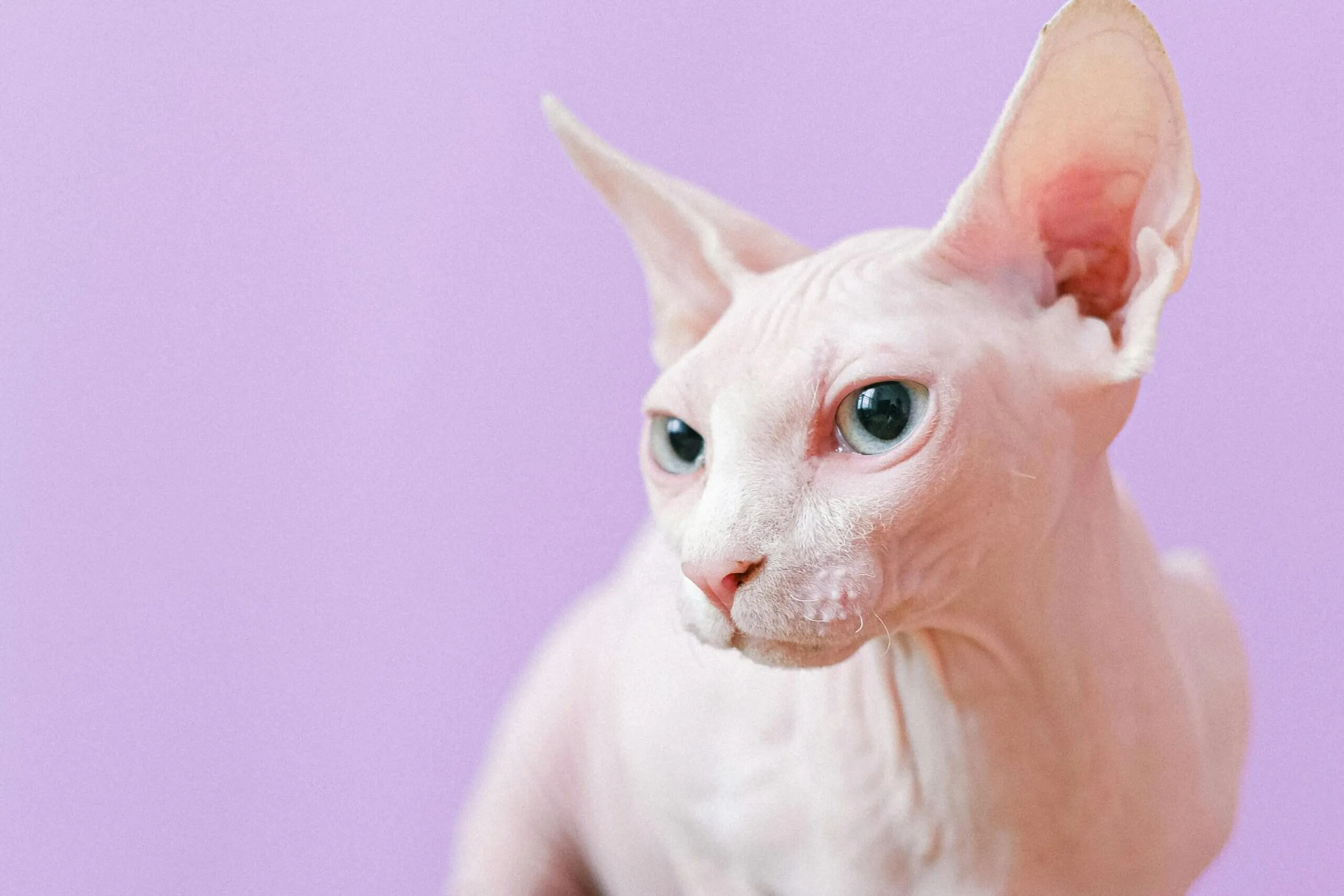 Tampilan jarak dekat dari kucing Sphynx tak berbulu dengan mata biru dengan latar belakang ungu