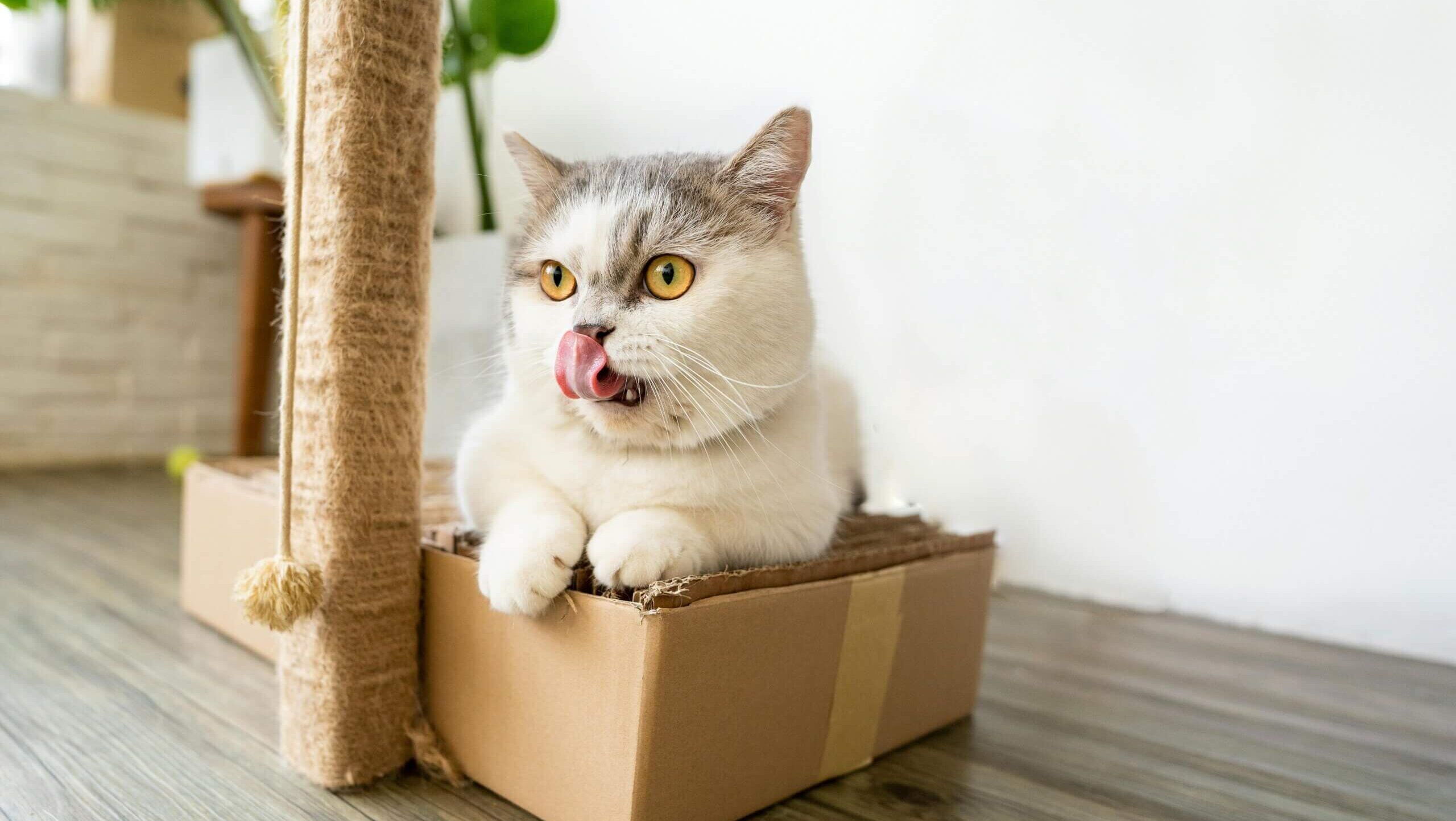 Kucing berwarna putih abu-abu bermata kuning menjilati hidungnya sambil duduk di dalam kotak kardus di samping tiang garukan