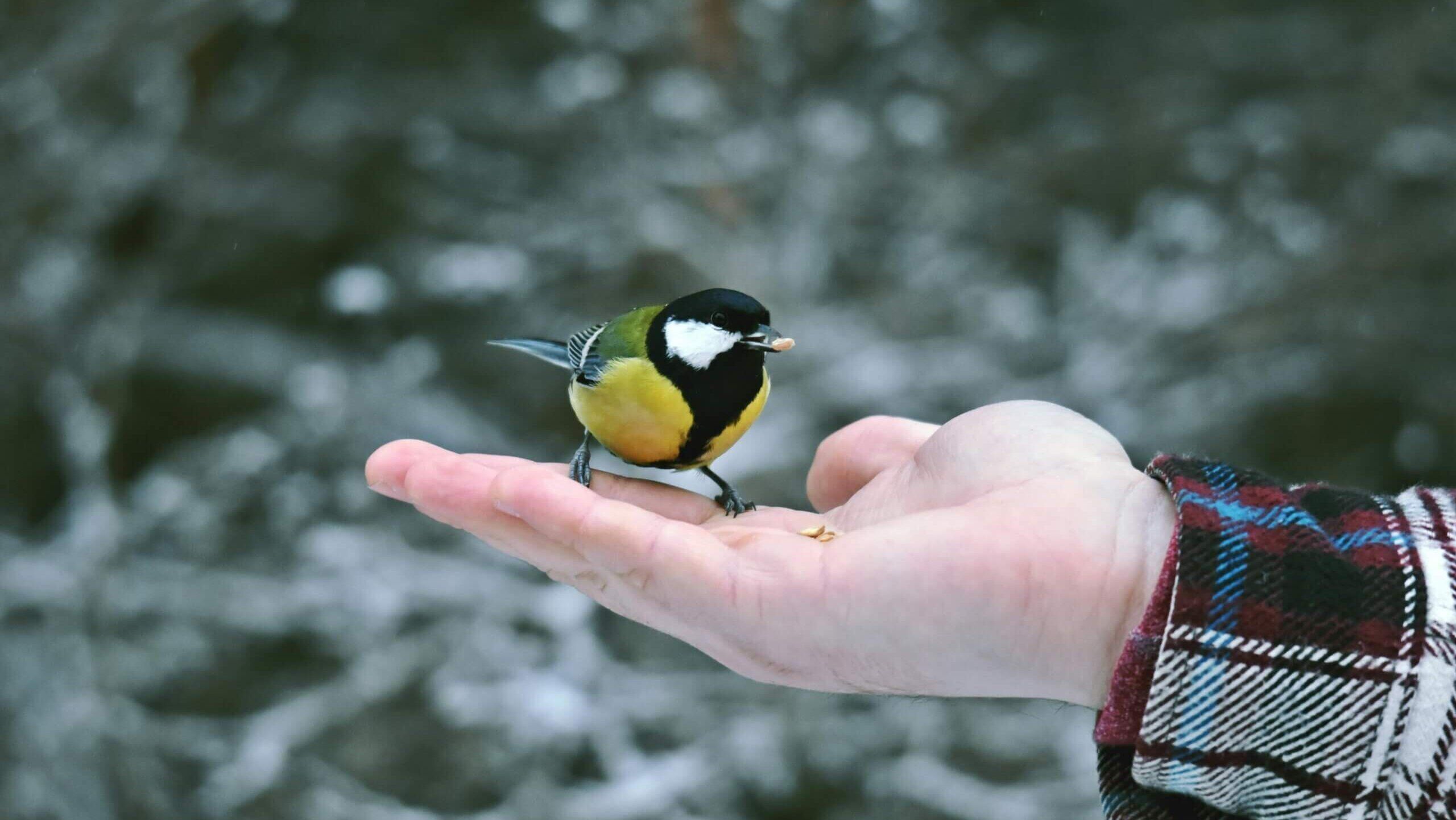 Burung tit besar bertengger di tangan seseorang memegang biji burung di luar ruangan