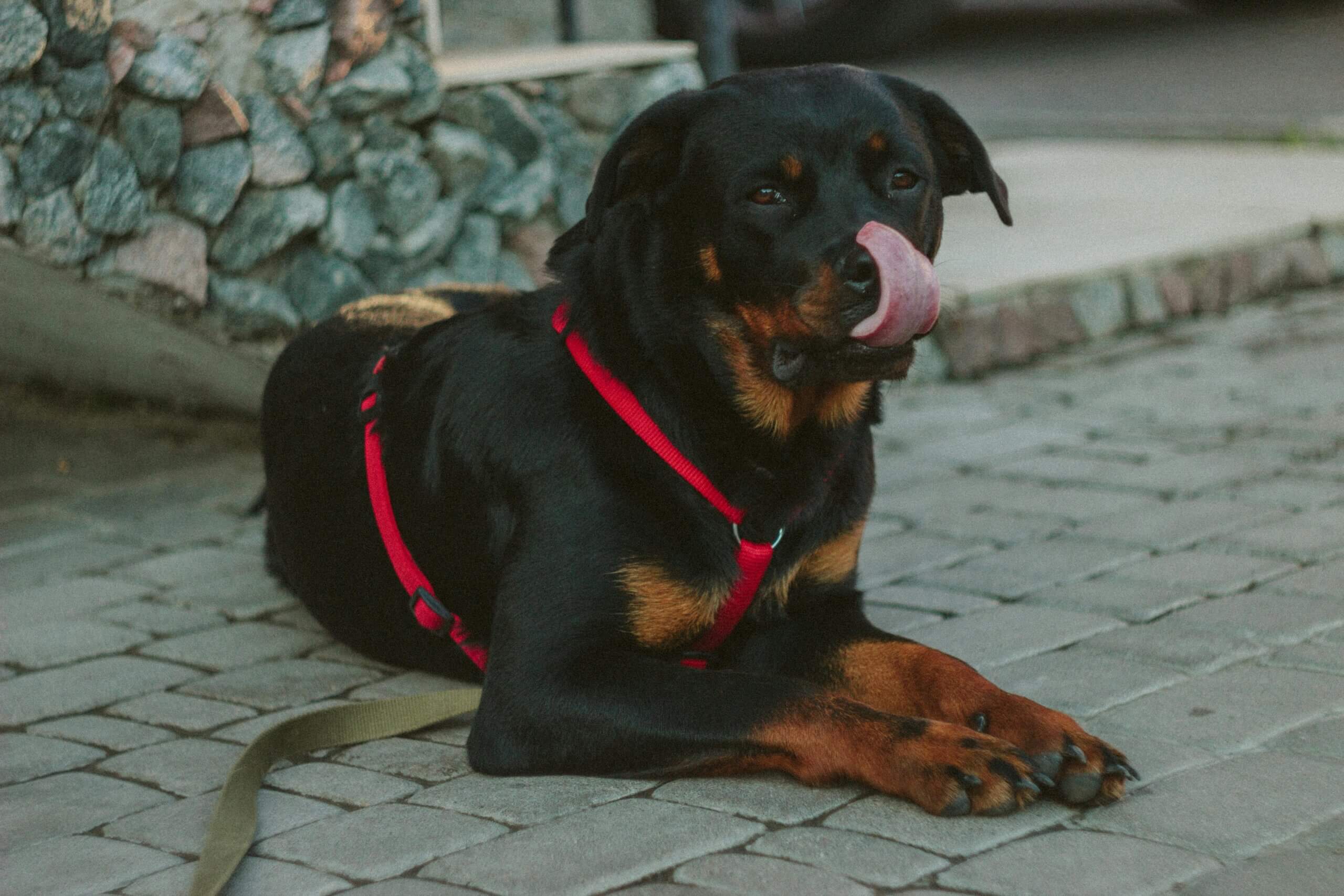 Anjing Rottweiler mengenakan tali kekang merah tergeletak di trotoar batu sambil menjilati hidungnya
