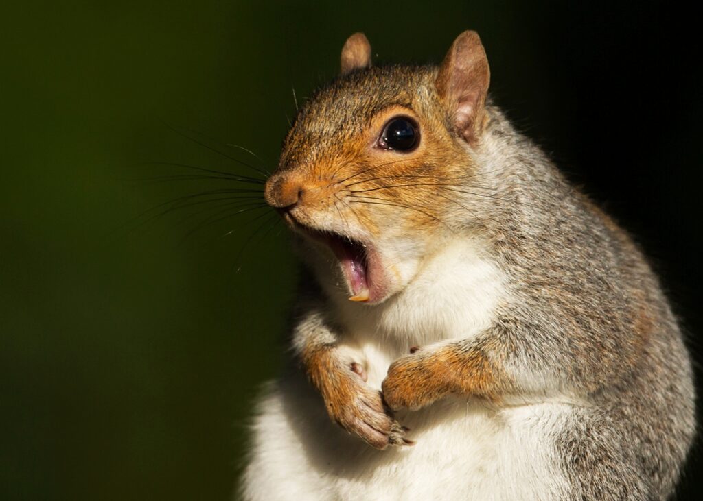 video-man-gives-cpr-to-squirrel-he-hit-with-car