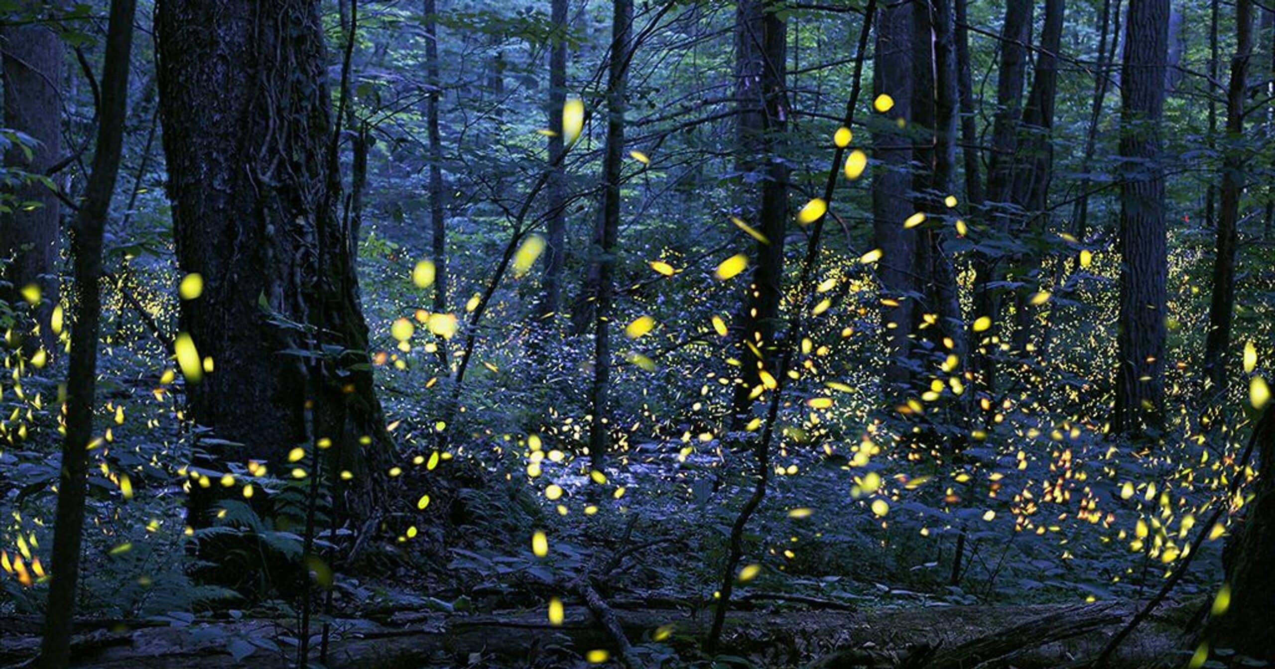 Synchronous Fireflies Are About to Light Up the Sky What's Trending