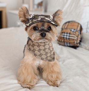 Ducky The Yorkie Captures The Attention of Millions After Dressing Up ...
