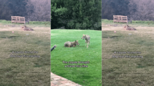 Two coyotes on green grass with text about a coyote finding dog toys and bringing a friend
