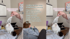 Person using a skeleton hand massager on a white fluffy cat named Pot Roast on a desk with cat paintings in the background
