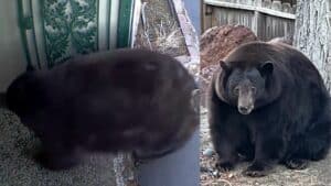 Two large black bears, one near a door and the other sitting by a wooden fence and tree trunk outdoors