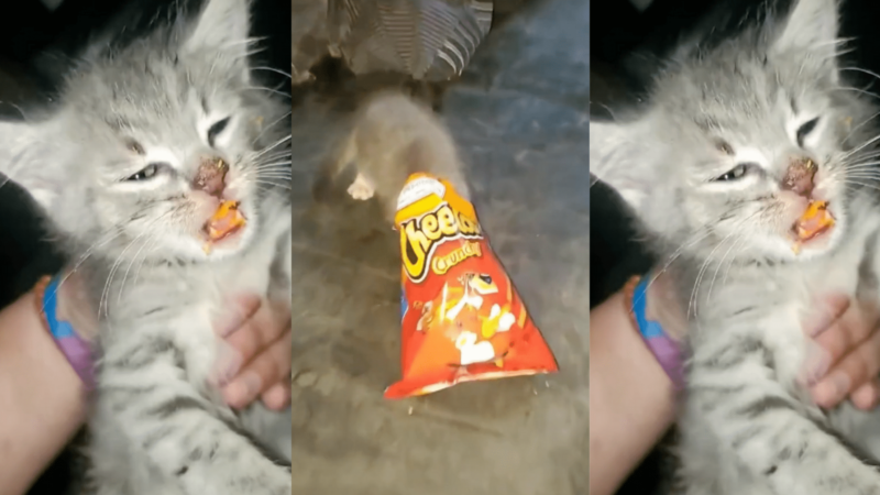 Gray tabby kitten with Cheetos dust on its nose and mouth being held by a person wearing a colorful wristband