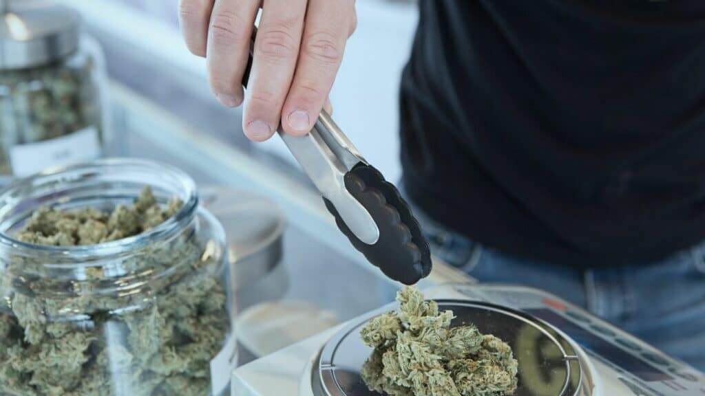 Hand using tongs to place cannabis buds on a digital scale with a jar of cannabis in the background