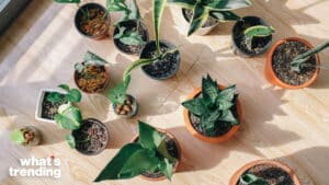 Various potted indoor plants arranged on a wooden floor with sunlight and shadows.