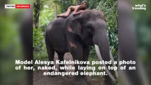 Model Alesya Kafelnikova lying naked on top of an endangered elephant in a forest setting