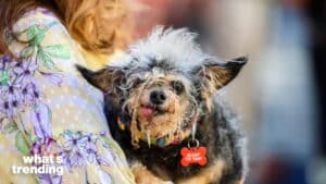 Curly-haired small dog with tongue out wearing a rainbow collar and red tag reading "Scamp the Tramp"