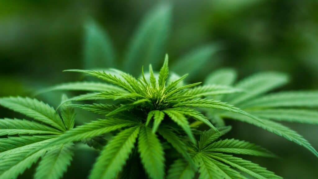 Close-up of a green cannabis plant with serrated leaves and emerging buds