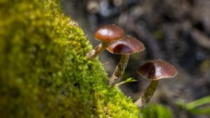 SILVERADO, CA - April 01: Deconica species, aka mountain moss Psilocybe, grows on a hillside in Black Star Canyon near Silverado, CA on Saturday, April 1, 2023.