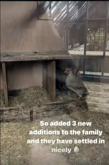 David Beckham reveals even more chickens have been added to his coop. 