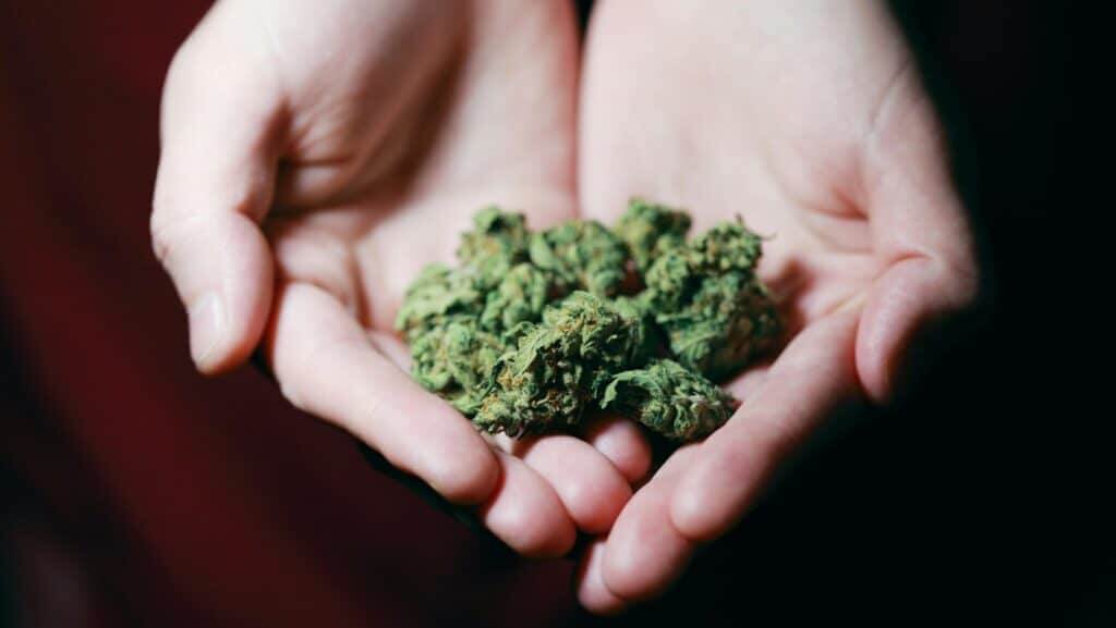 Here’s a guide to some of the top cannabis strains available for insomnia relief.