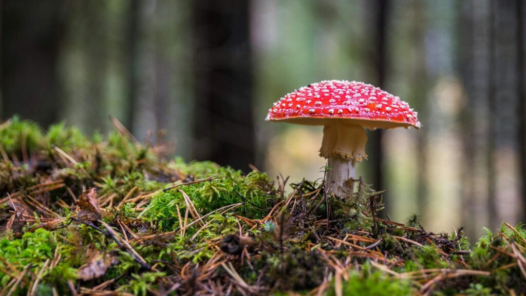 These are the best legal magic mushroom gummies in 2025. Find potent, safe, and effective shroom gummies for a smooth psychedelic experience.