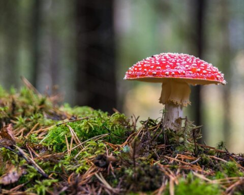 These are the best legal magic mushroom gummies in 2025. Find potent, safe, and effective shroom gummies for a smooth psychedelic experience.