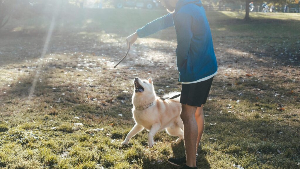 If you’ve noticed an increasing number of dog owners talking about muscle tone and body conditioning, you’re not imagining things. 